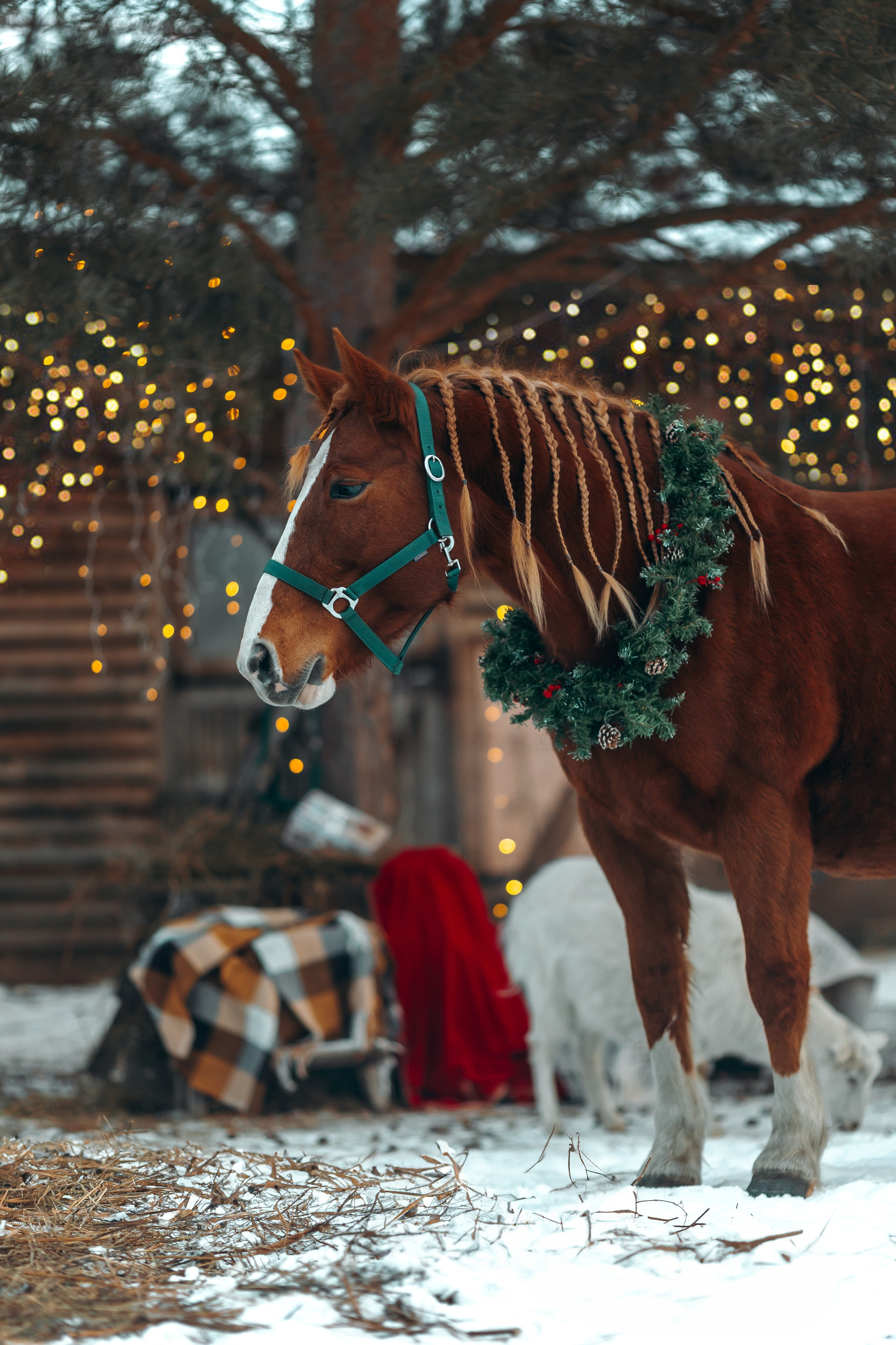 Анонсы. Анна Молчанова конный фотограф в Тюмени | фотосессии с лошадьми Тюмень