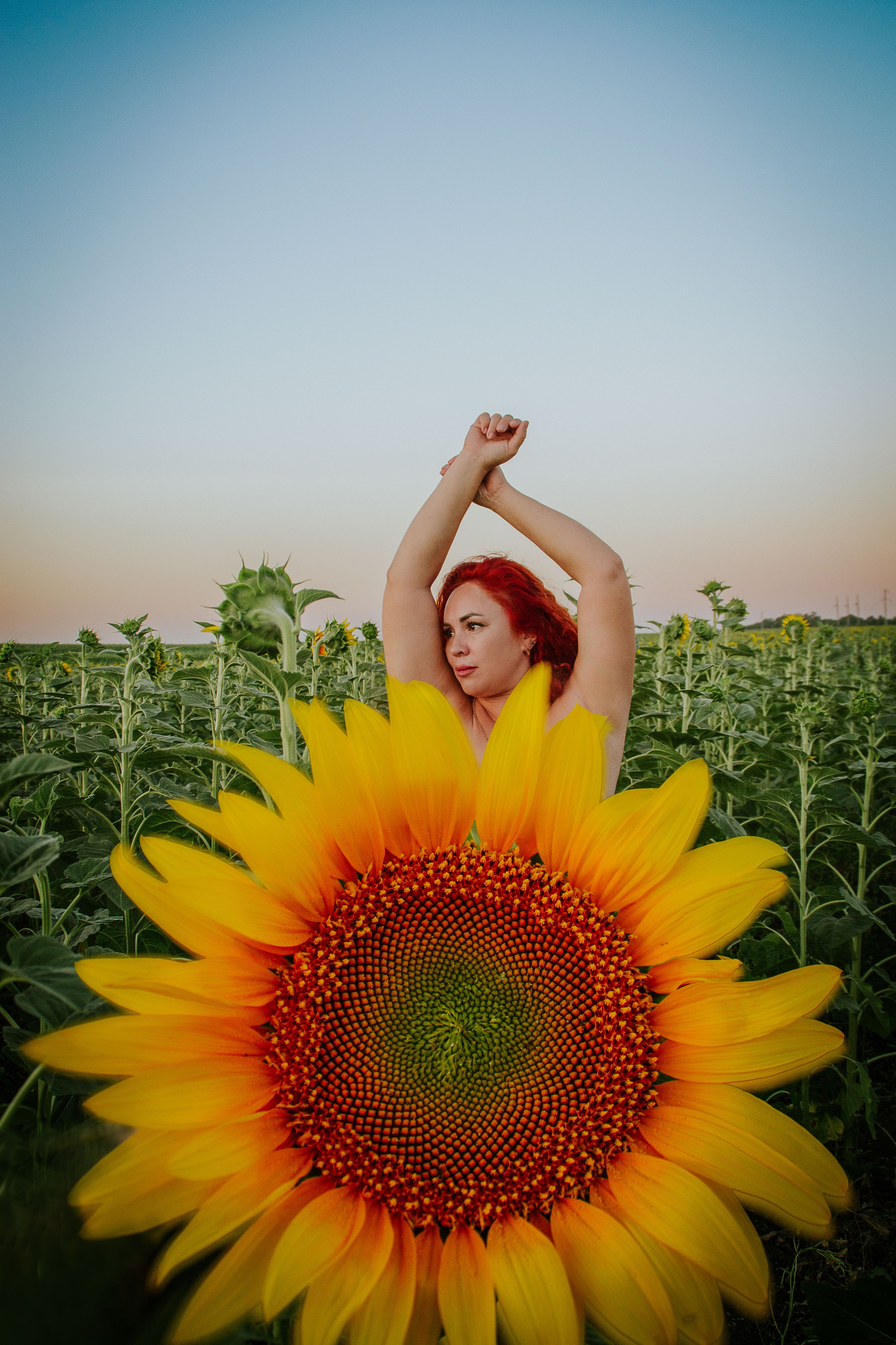 Подсолнухи