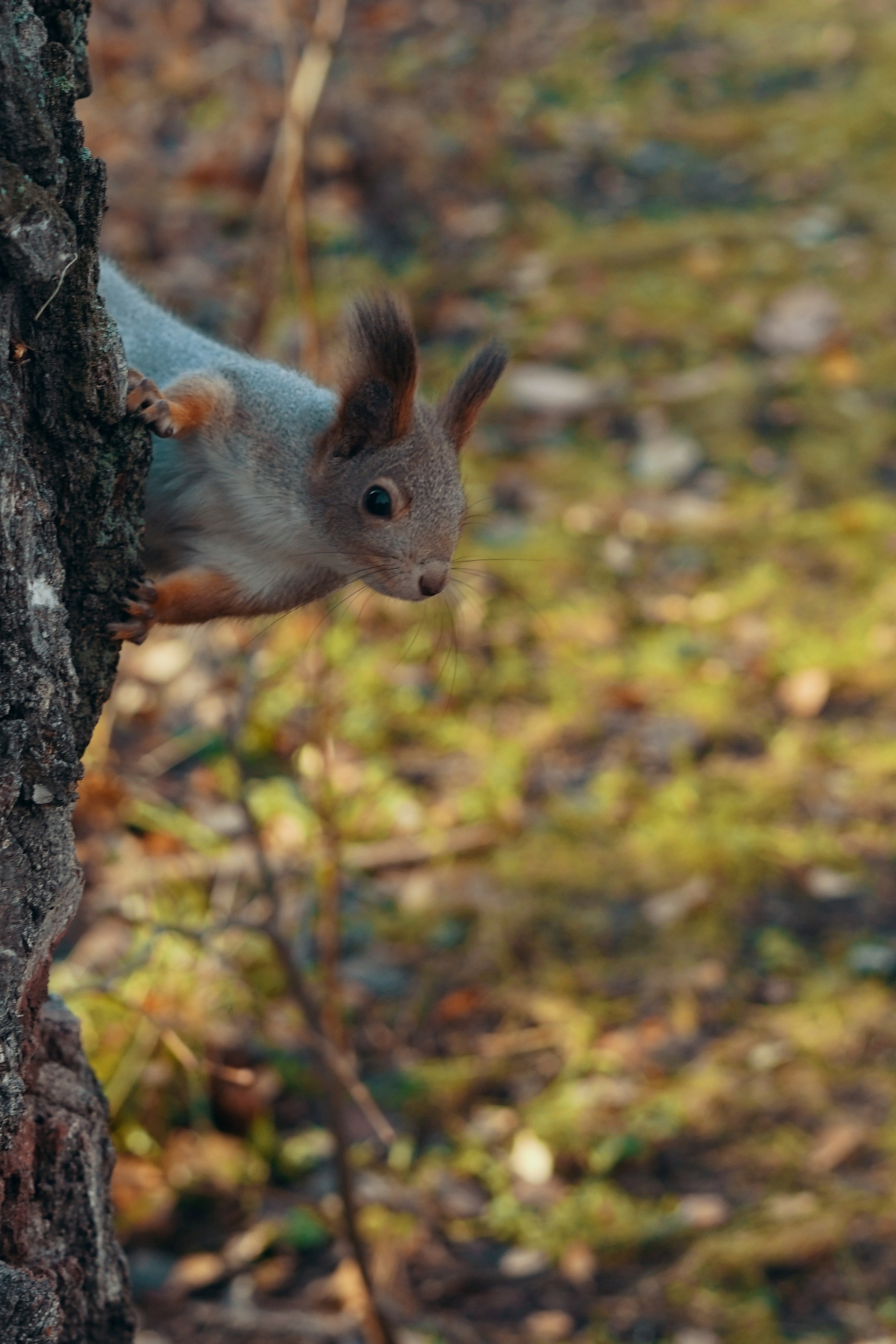 Истории фотосессий Хвостовой Ларисы Витальевны город Тюмень