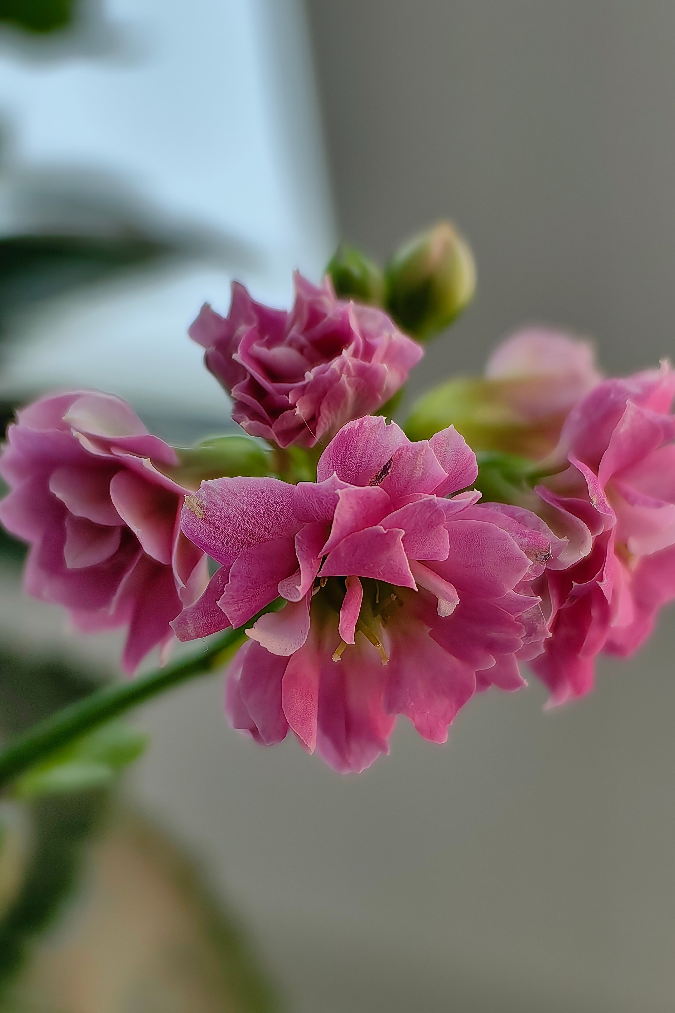 Истории фотосессий Хвостовой Ларисы Витальевны город Тюмень