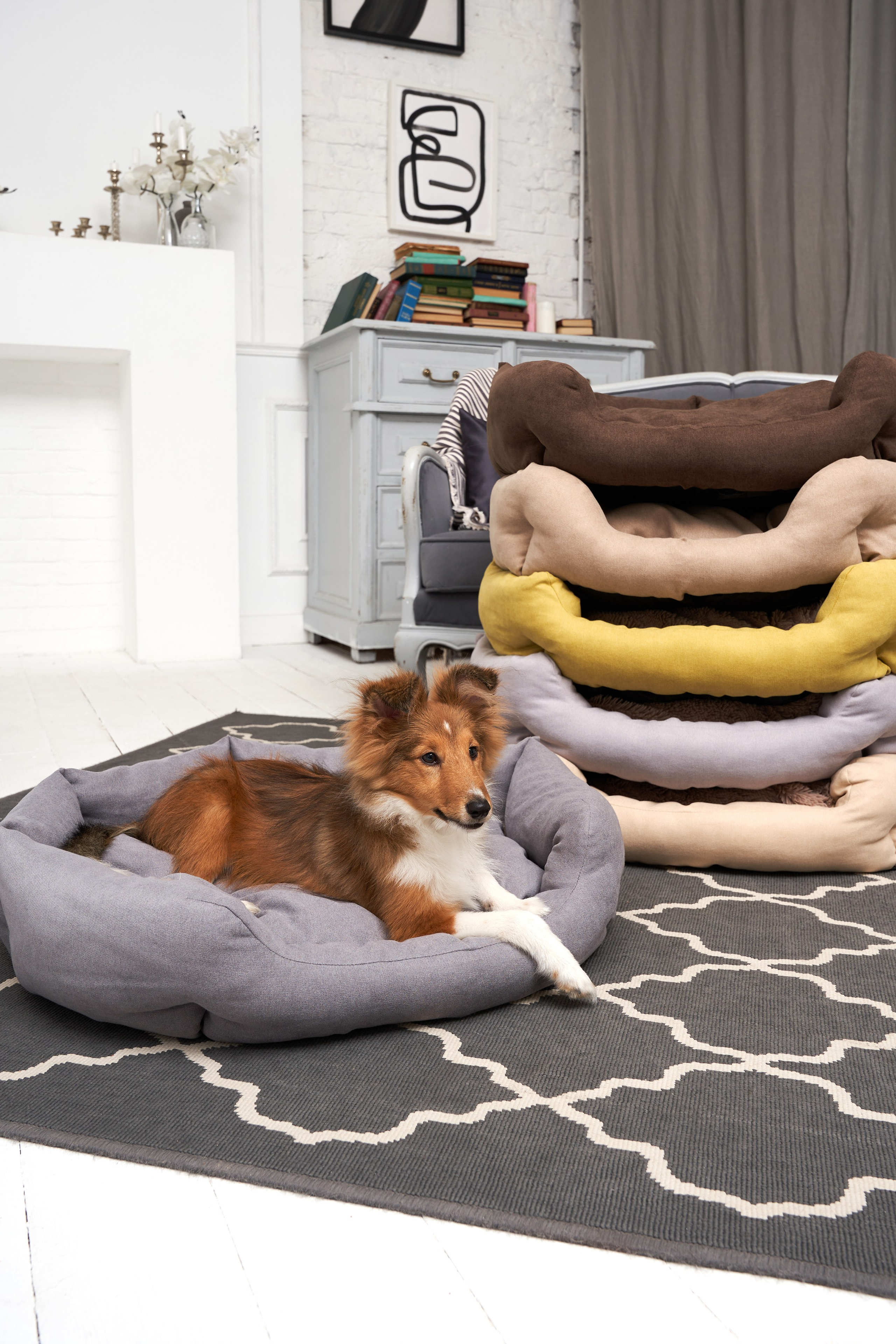 Съемка лежанок для домашних любимцев