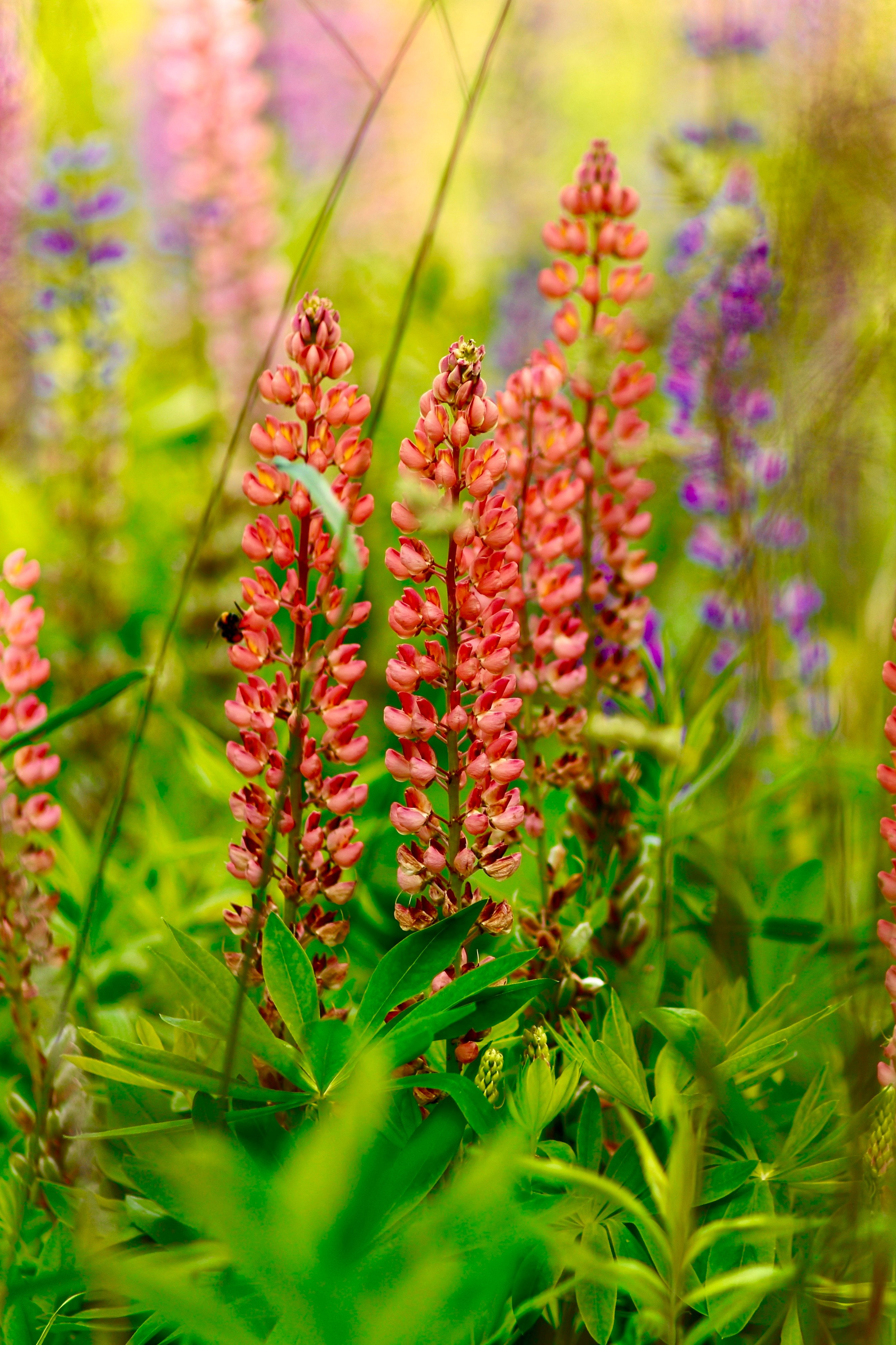 Истории съёмок. Свадебный и семейный фотограф-Королева Натали/Раменское-Жуковский-Москва/тел.+7 (985) 153-75-43