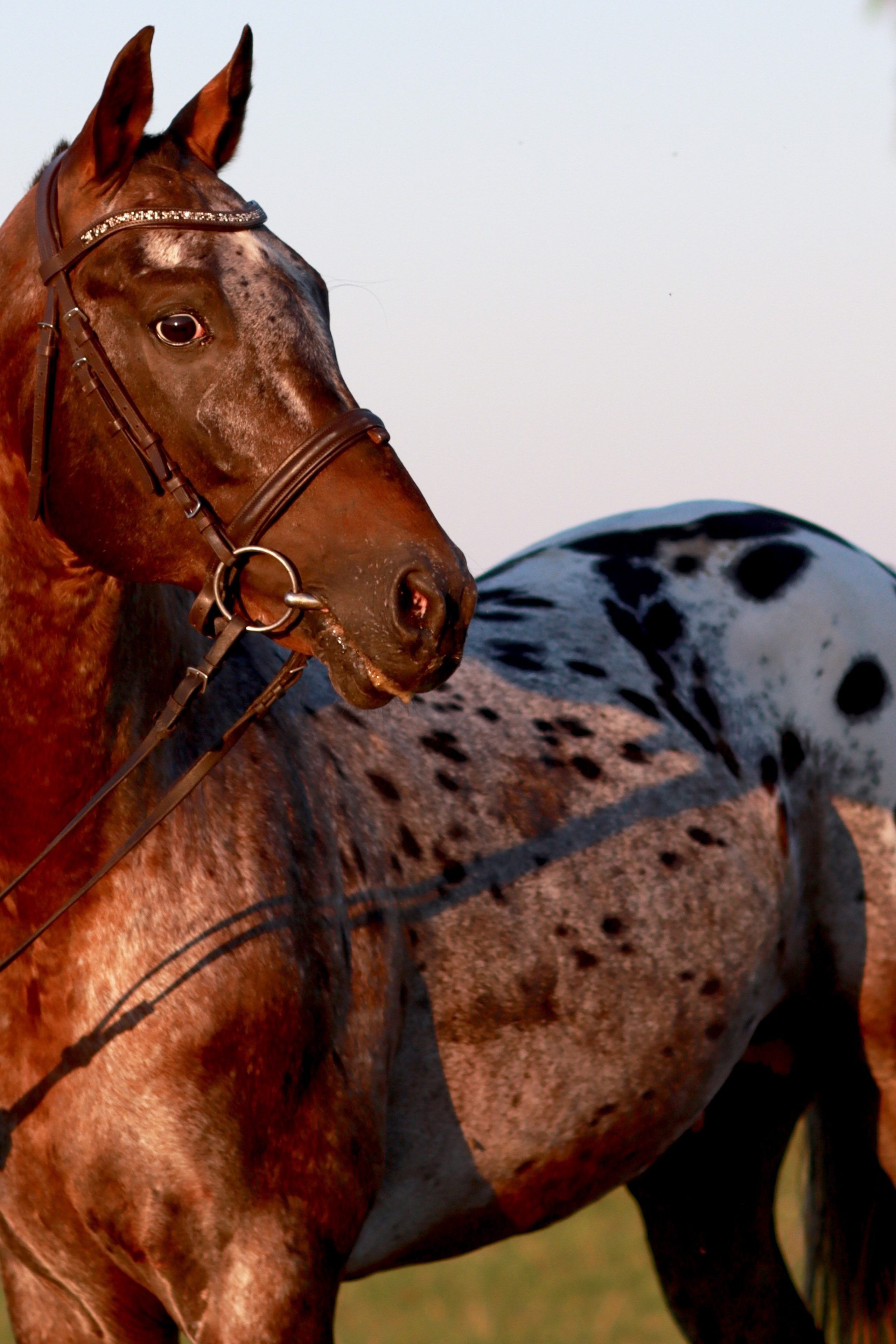 Истории съёмок. Свадебный и семейный фотограф-Королева Натали/Раменское-Жуковский-Москва/тел.+7 (985) 153-75-43