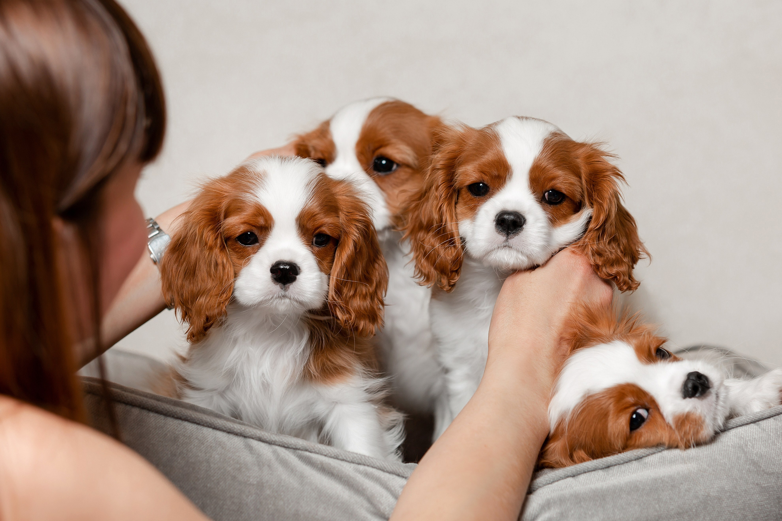 Мультяшные щенки