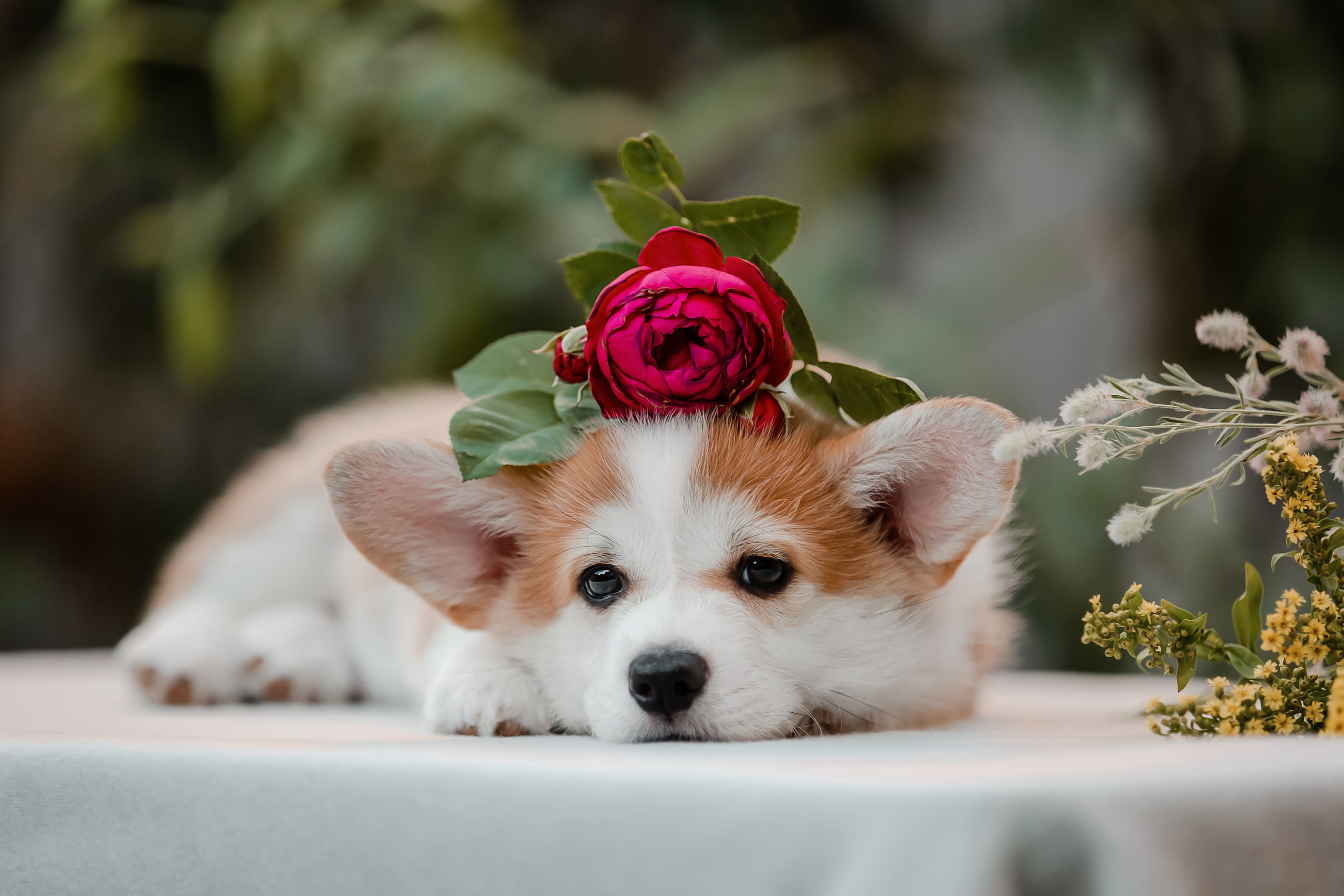 Корги в цветах