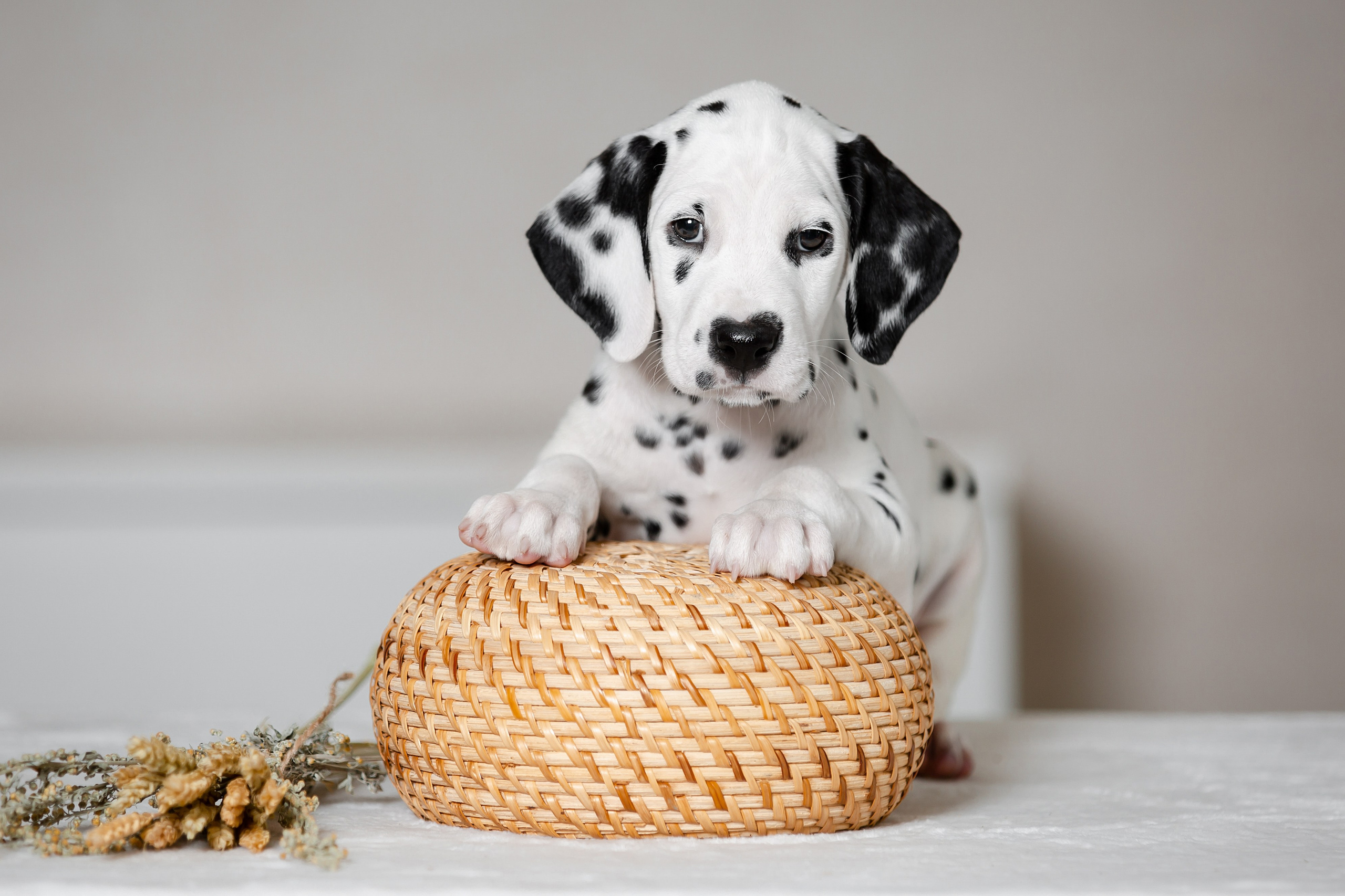 Соломенные псы