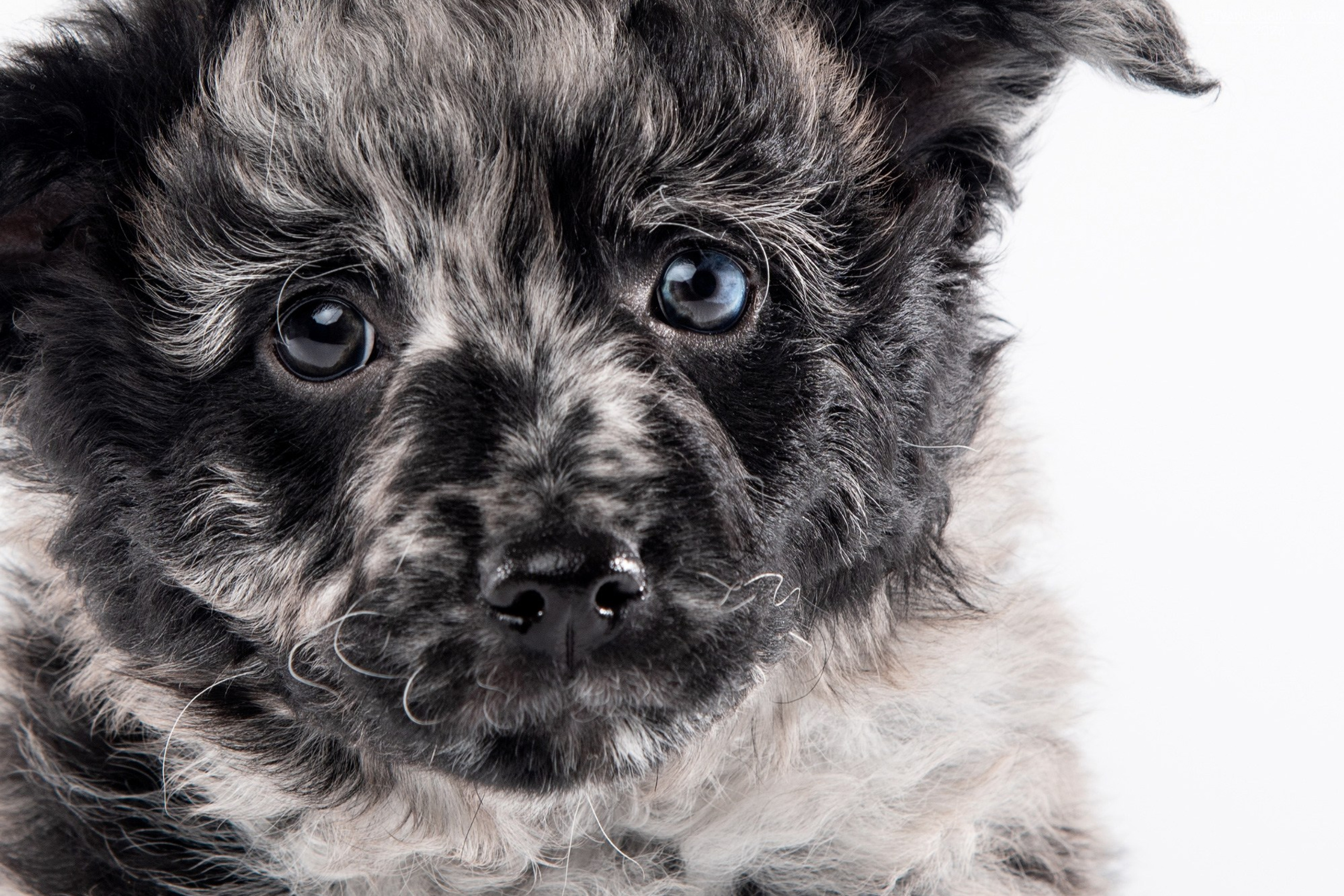 Лучшие трюки собак для фотосессии. Фотограф собак в Москве и Московской области Иванушкина Мария