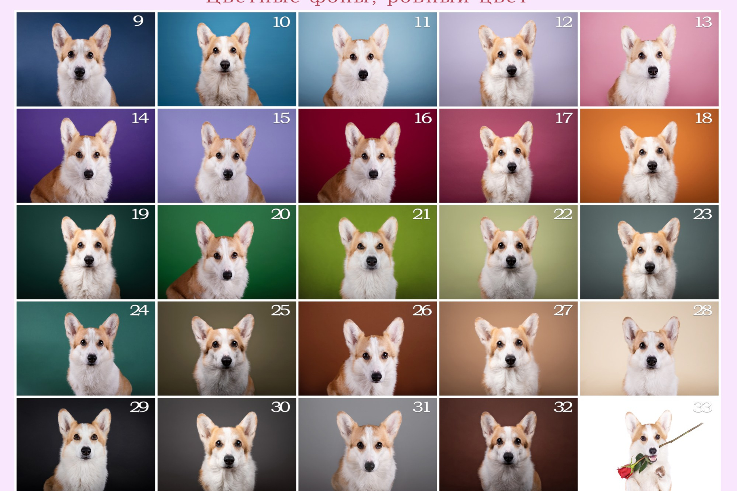 Лучшие трюки собак для фотосессии. Фотограф собак в Москве и Московской области Иванушкина Мария