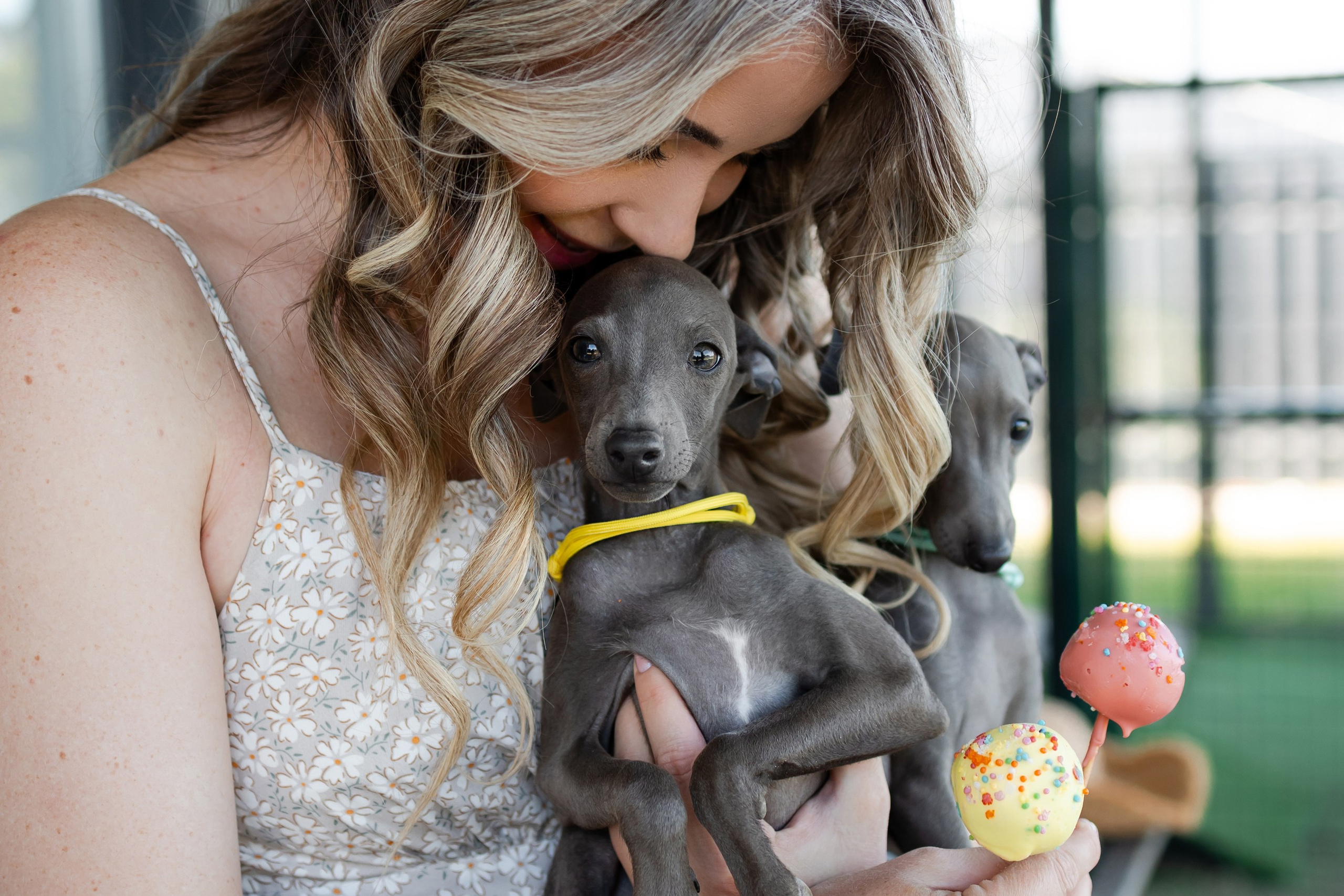Миниатюрная Вера. Professional Italian Greyhound Kennel RKF/FCI ASTI SAPPHIRE 💎 Sochi|St. Petersburg