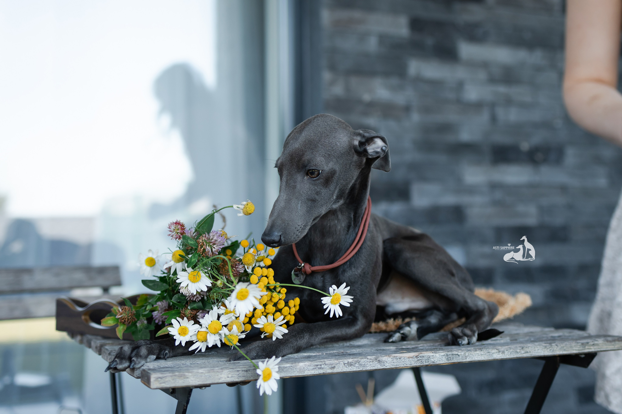 Миниатюрная Вера. Professional Italian Greyhound Kennel RKF/FCI ASTI SAPPHIRE 💎 Sochi|St. Petersburg
