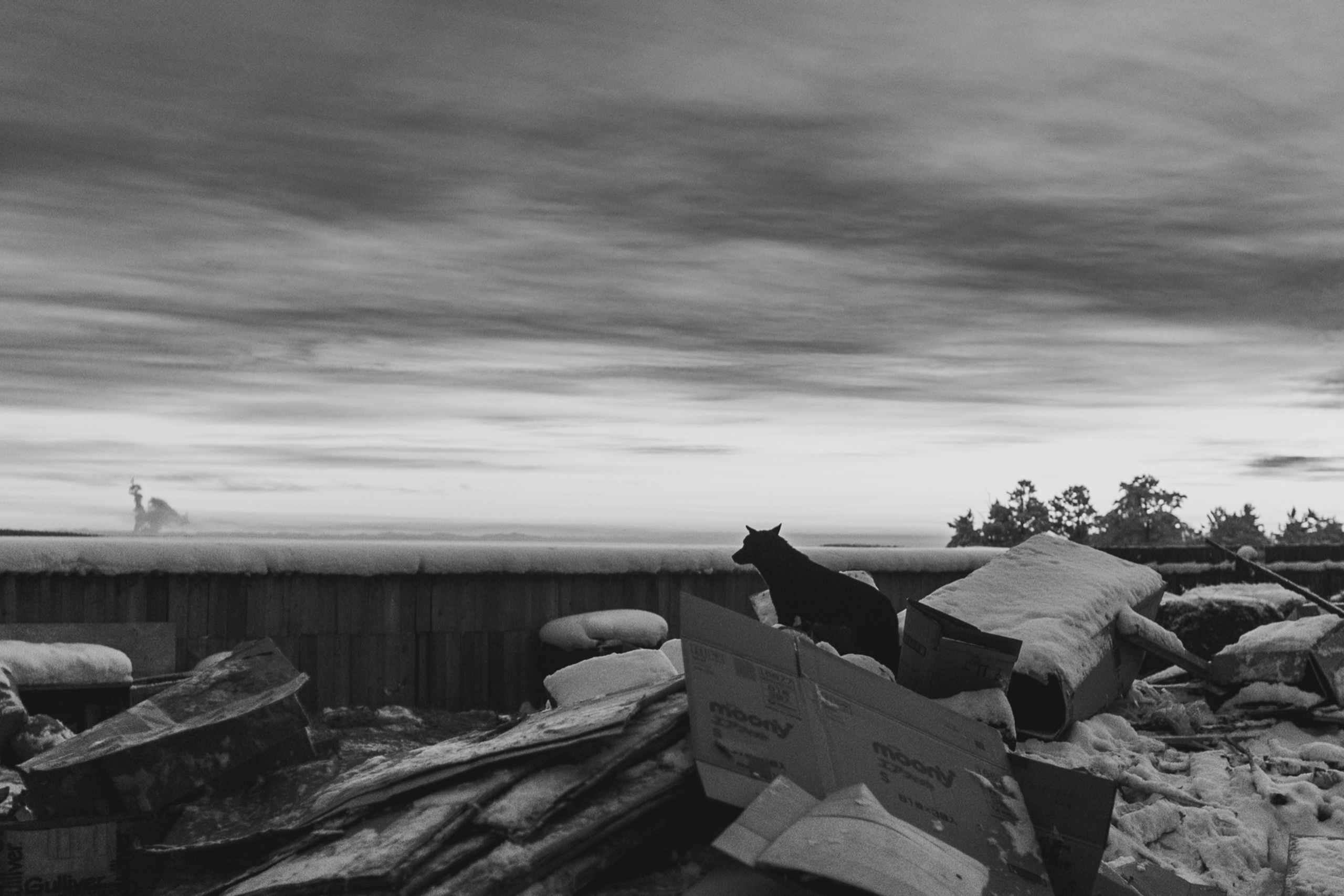 Собаки на сене