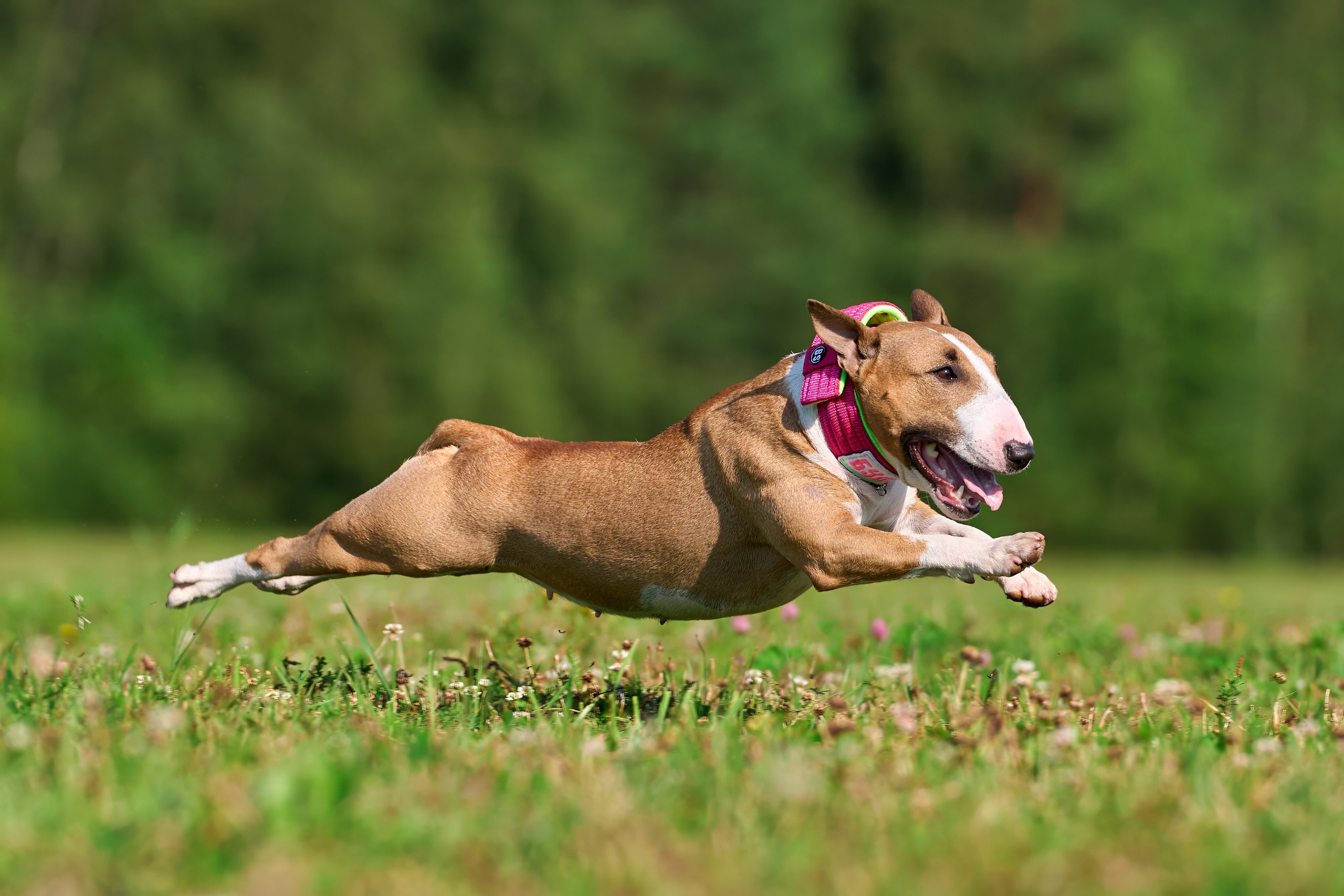 Истории и анонсы. Фотограф-анималист Михаил Манухин