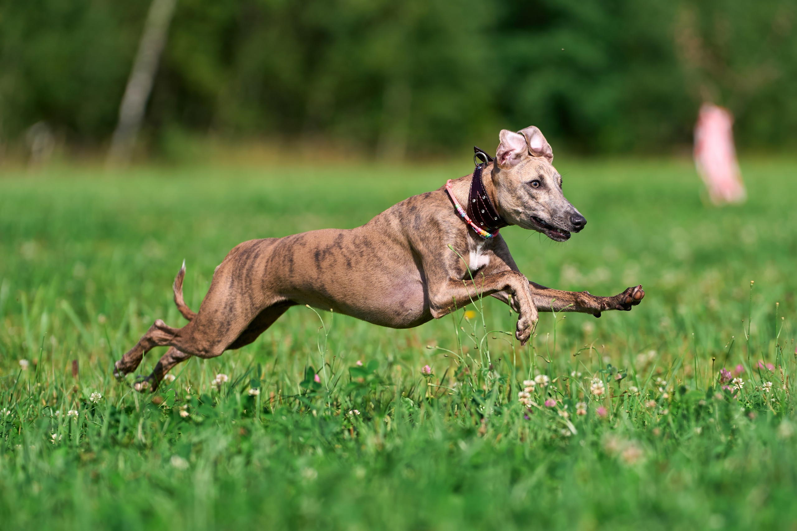 Истории и анонсы. Фотограф-анималист Михаил Манухин