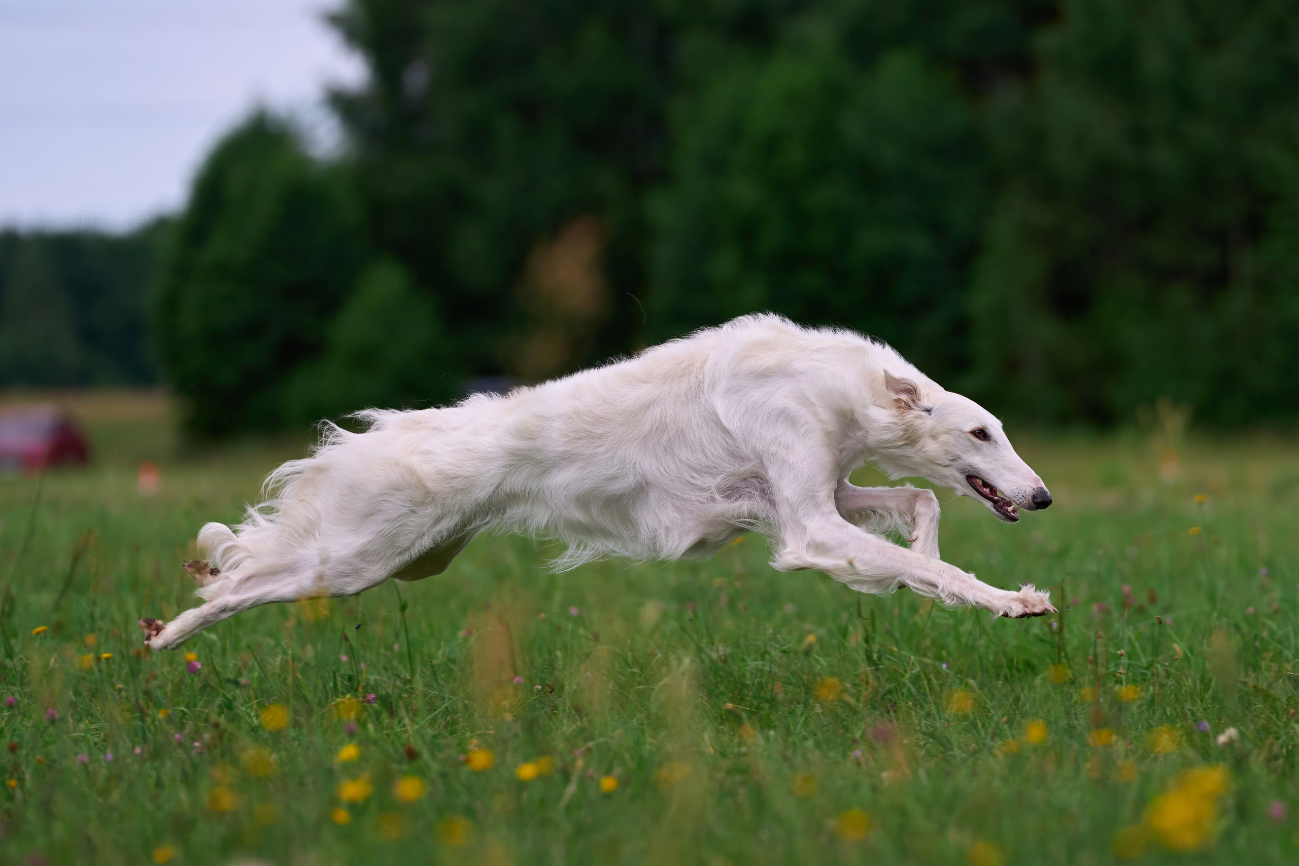 Истории и анонсы. Фотограф-анималист Михаил Манухин