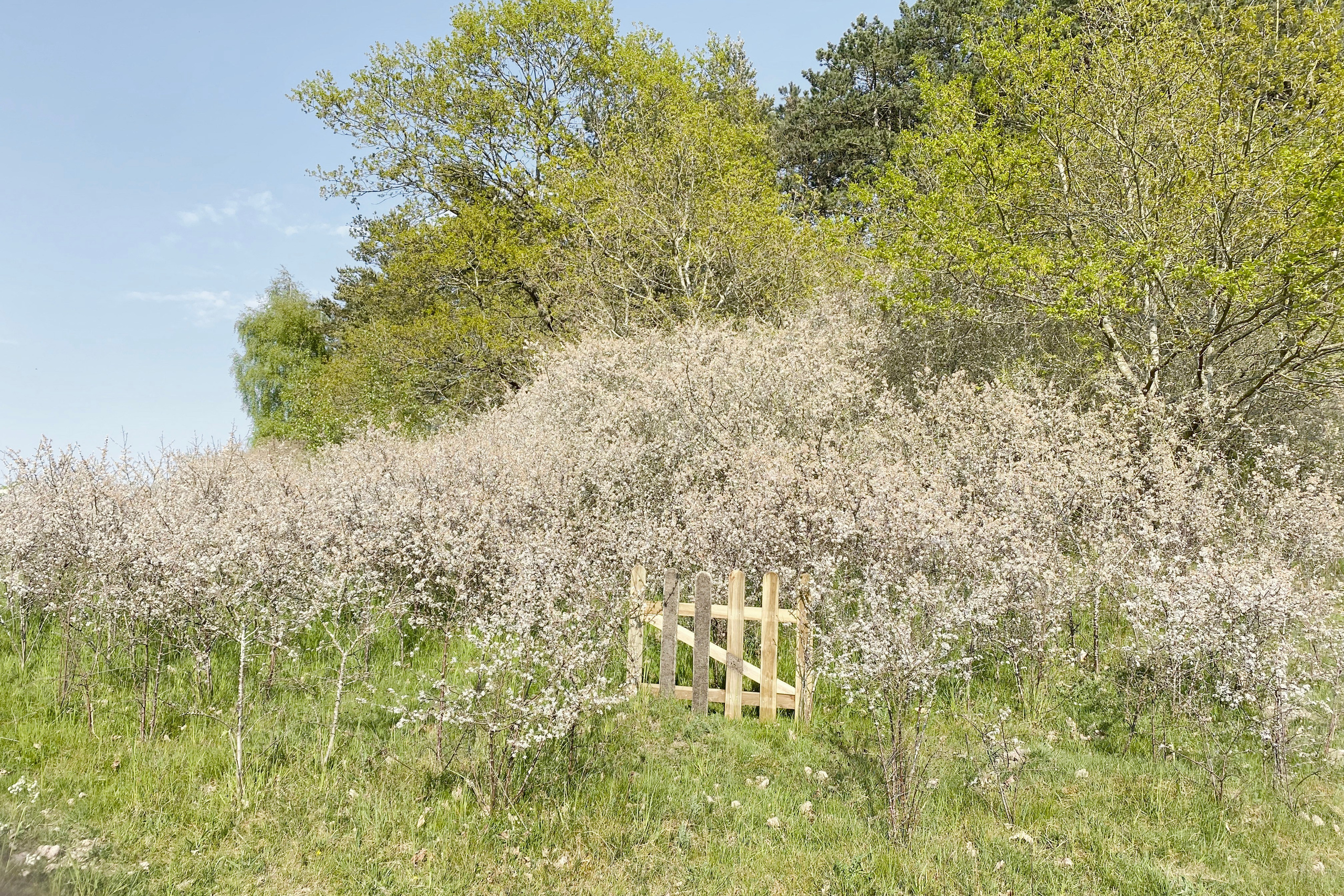 PEACE IN THE FIELD (2023)