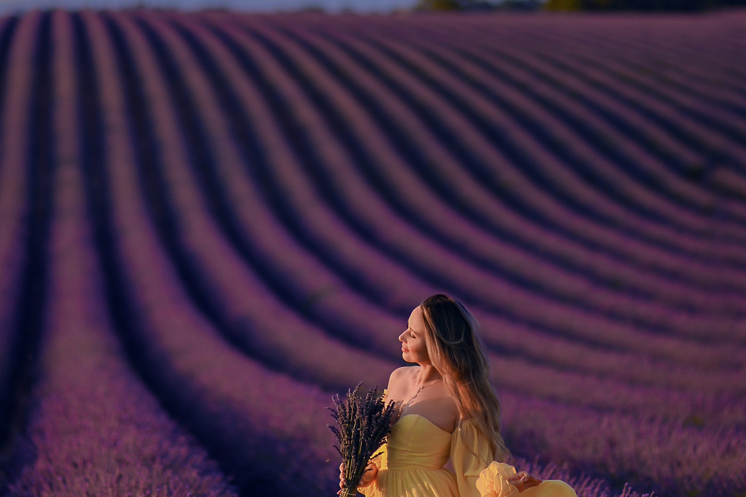 Lavender