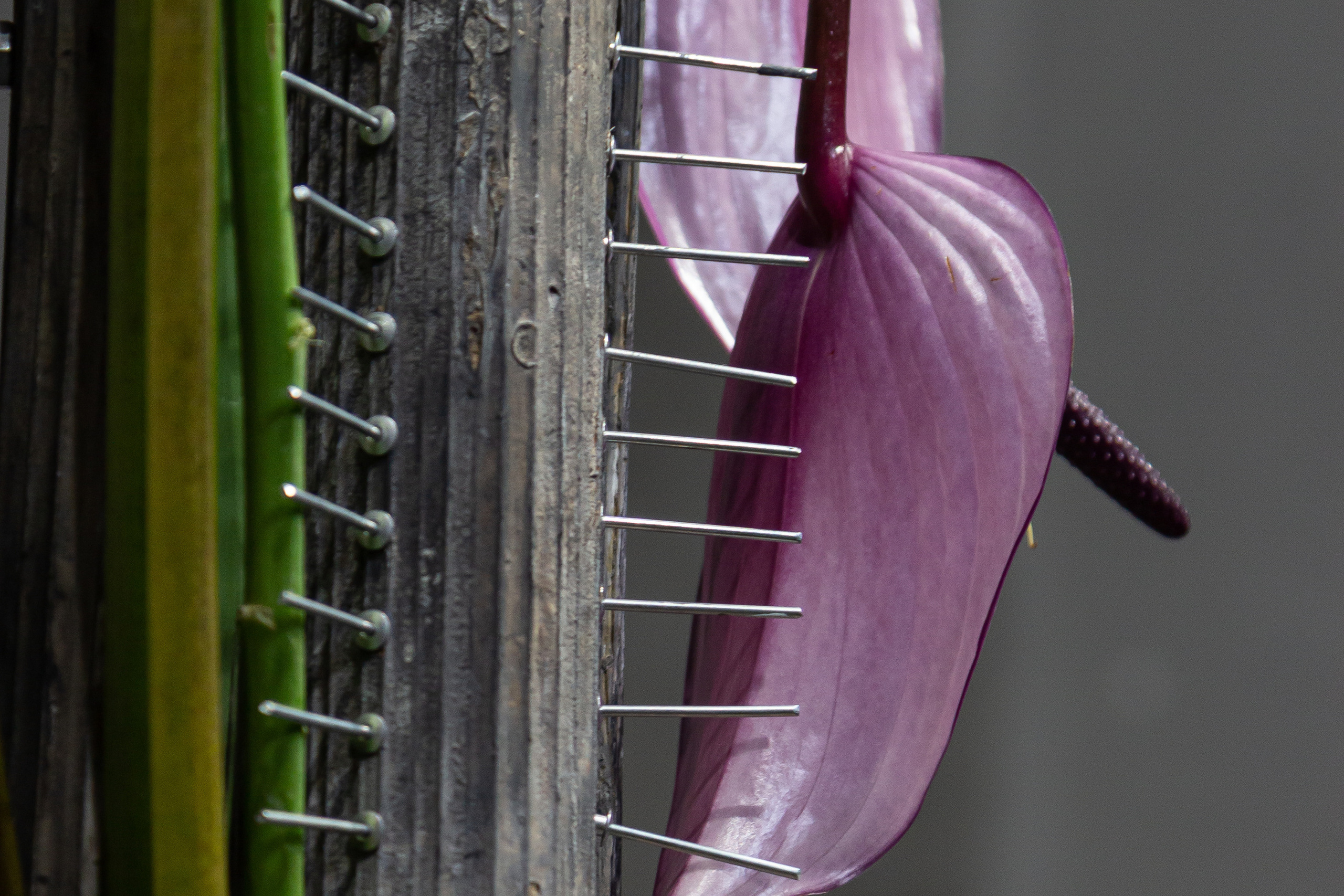 Работы Минько Олеси, сессия Мастеров в школе «Николь». Maria Poleshchuk, commercial photographer in Sydney