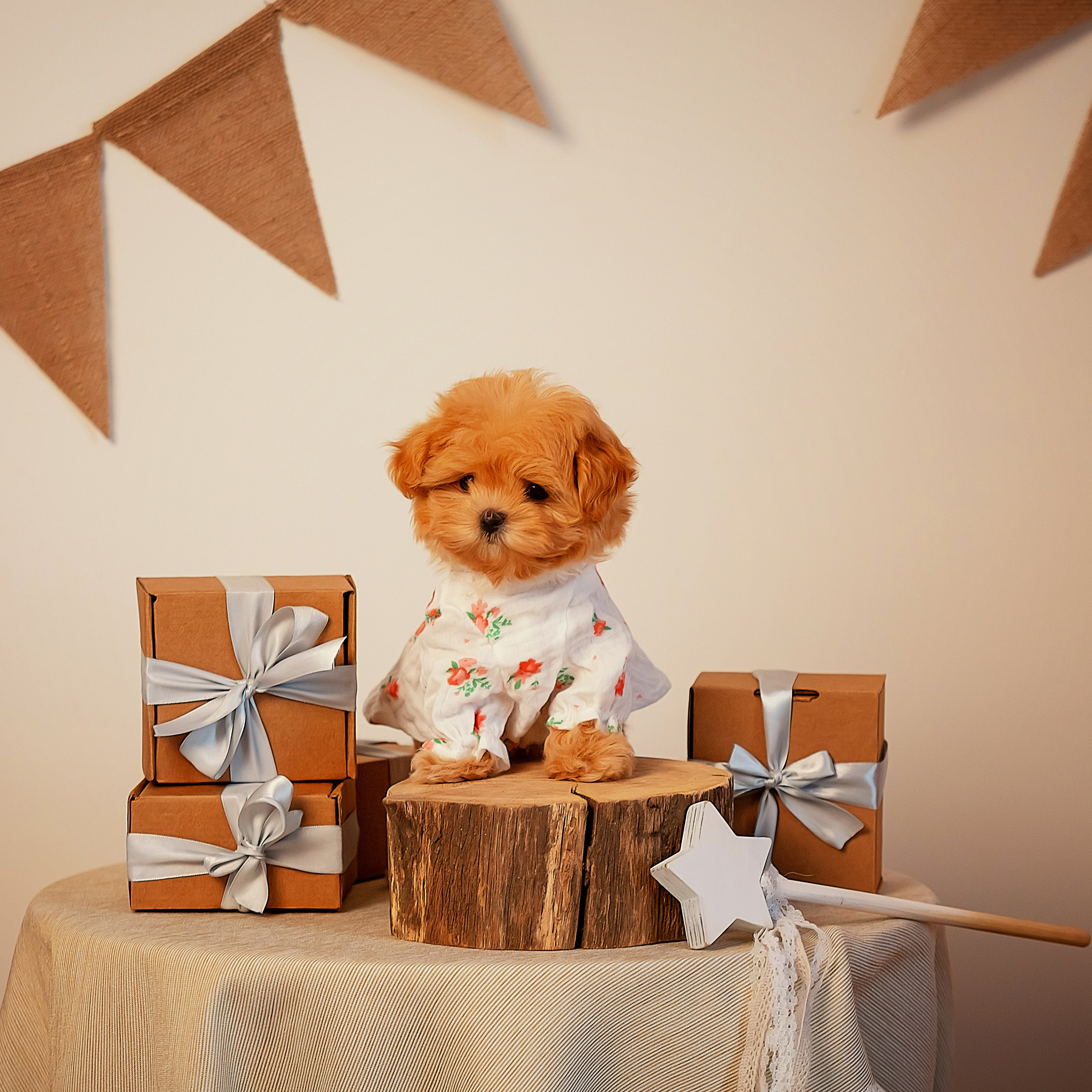 Фотограф анималист. Питомник собак Акита, Хаски, Корги