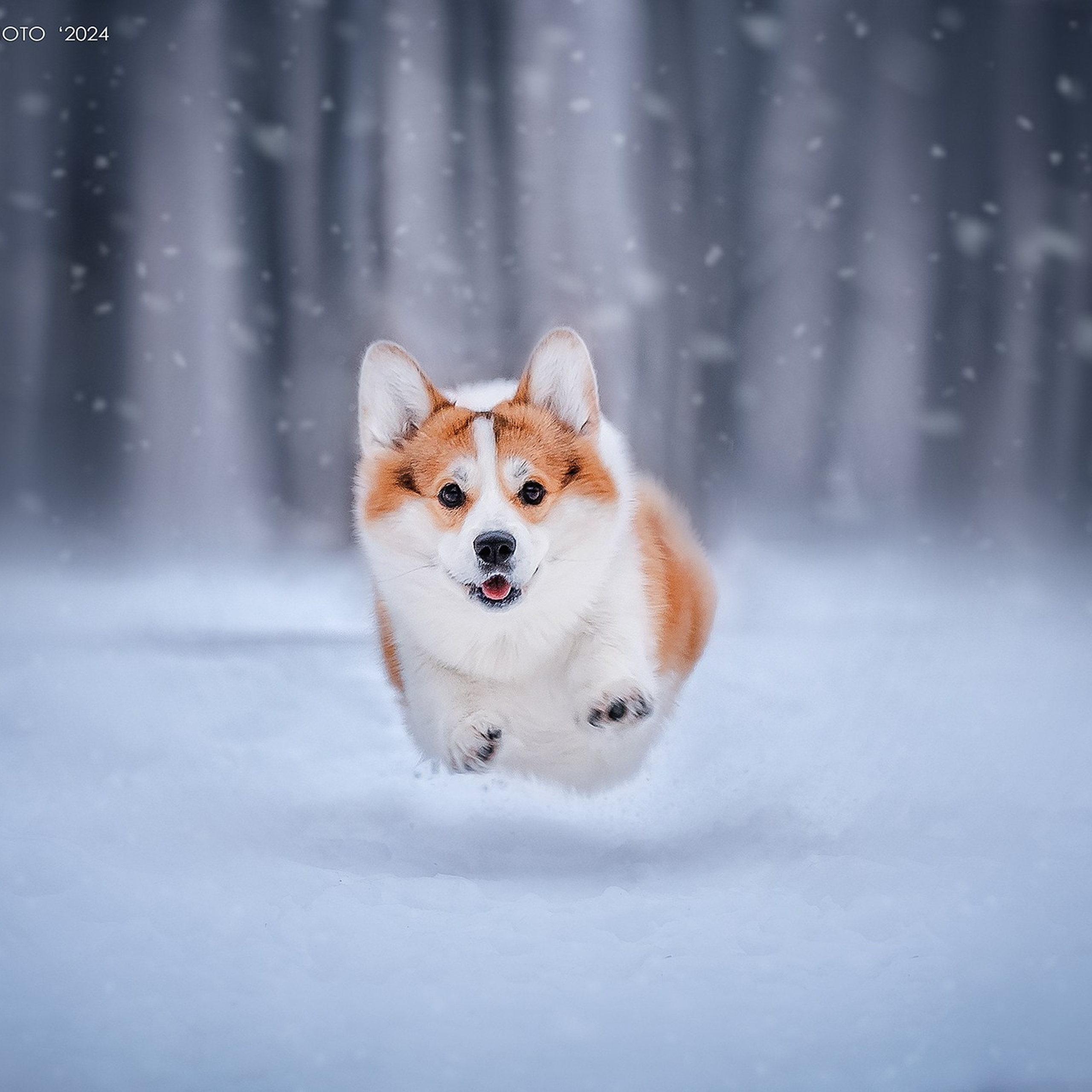 Фотограф анималист. Питомник собак Акита, Хаски, Корги
