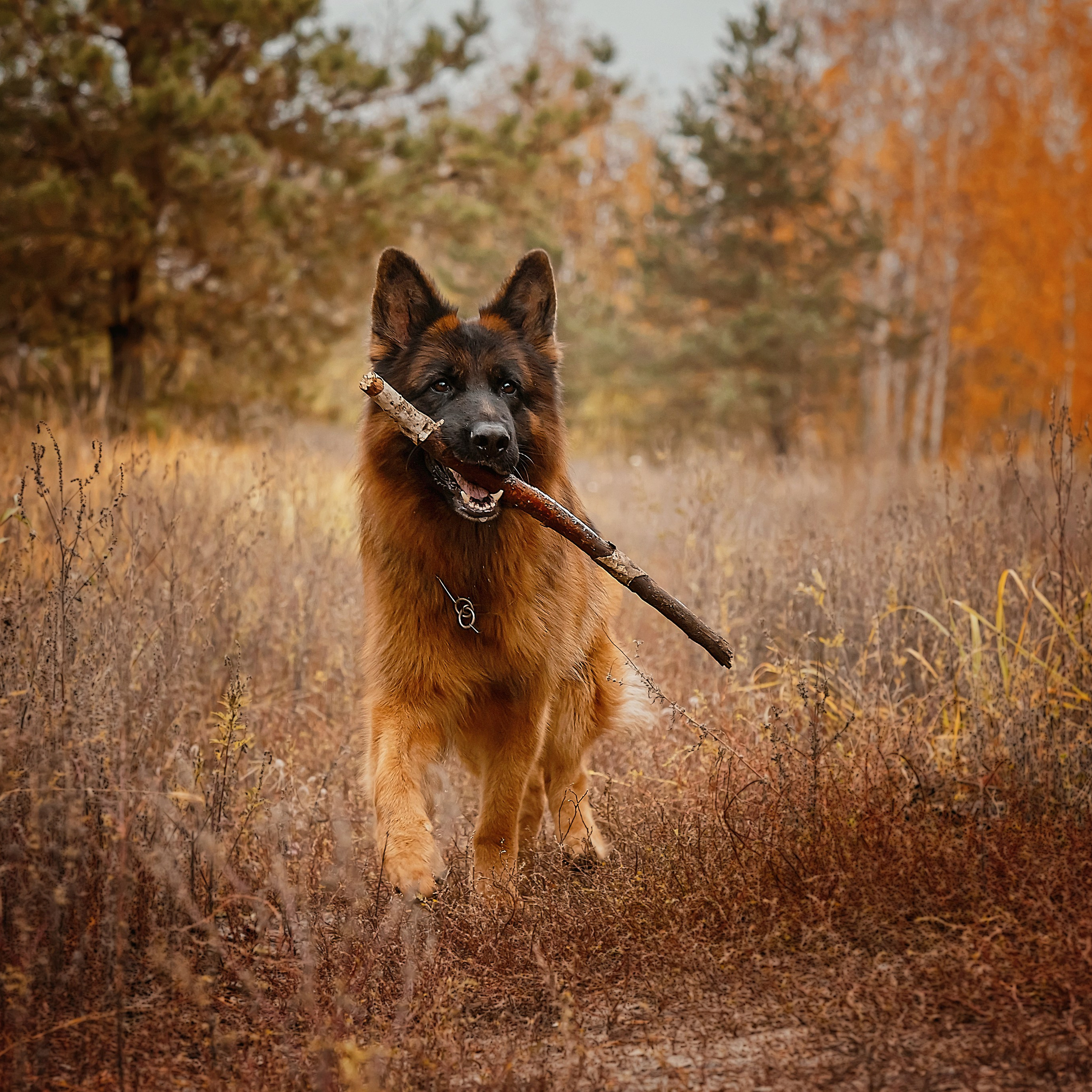 Фотограф анималист. Питомник собак Акита, Хаски, Корги