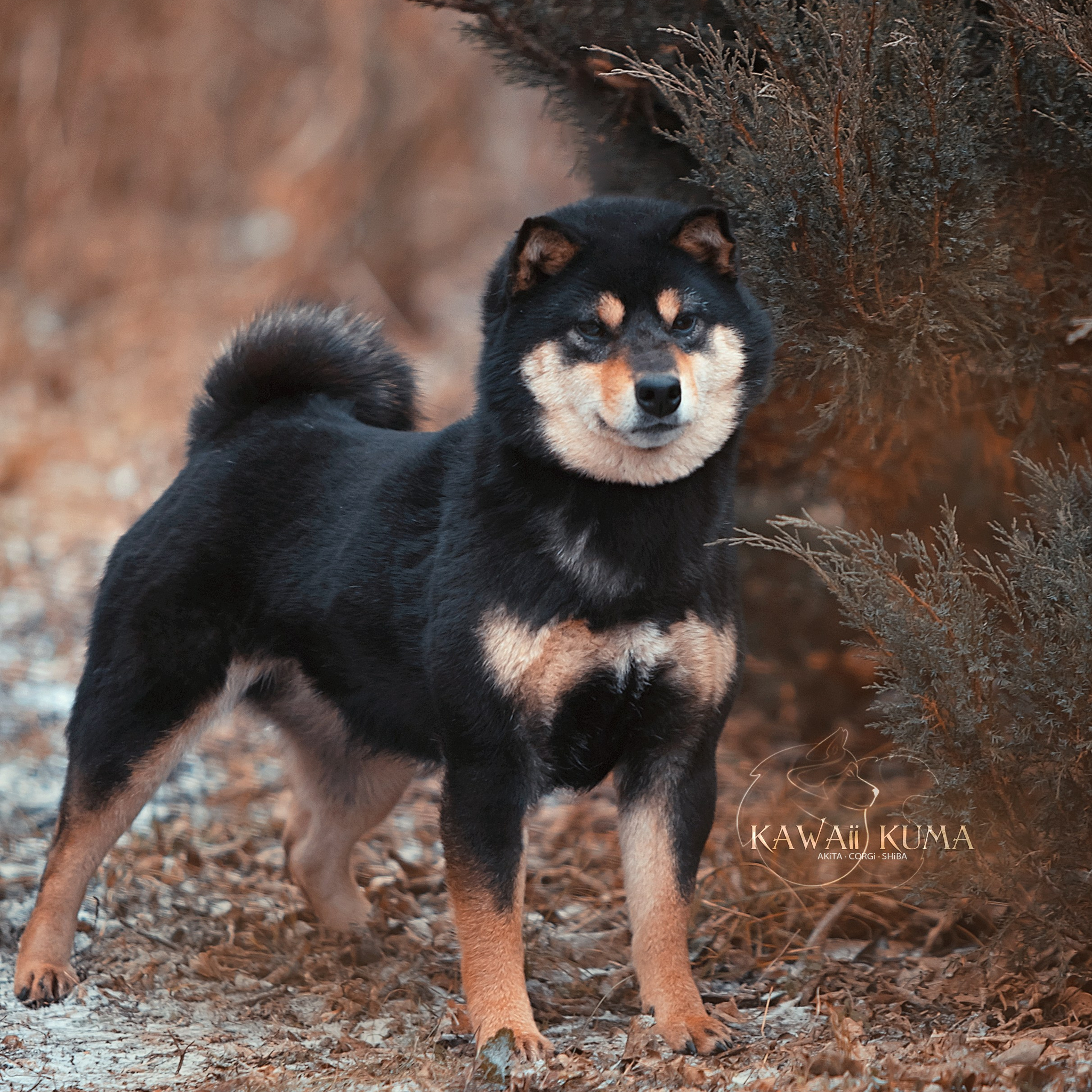 Фотограф анималист. Питомник собак Акита, Хаски, Корги