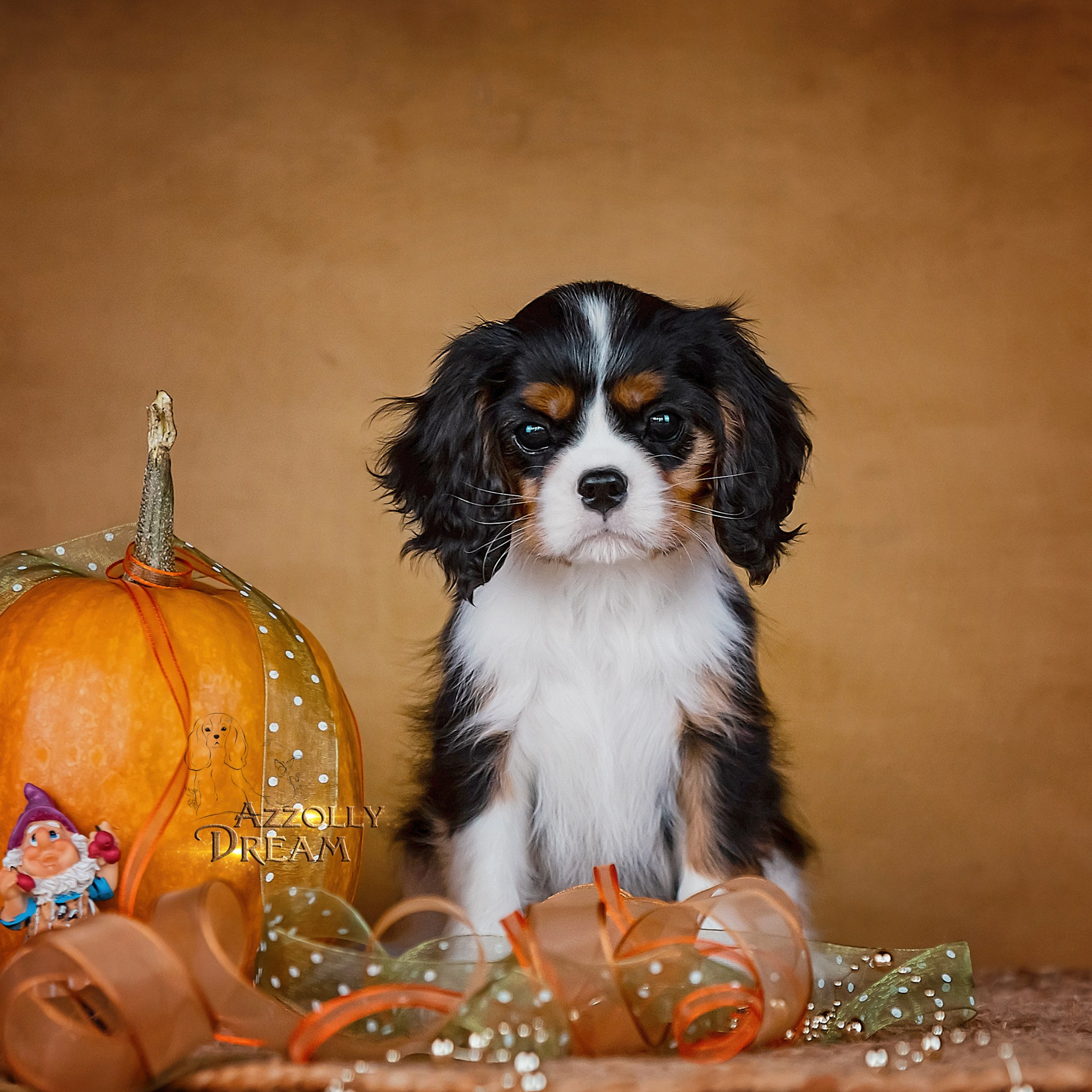 Фотограф анималист. Питомник собак Акита, Хаски, Корги
