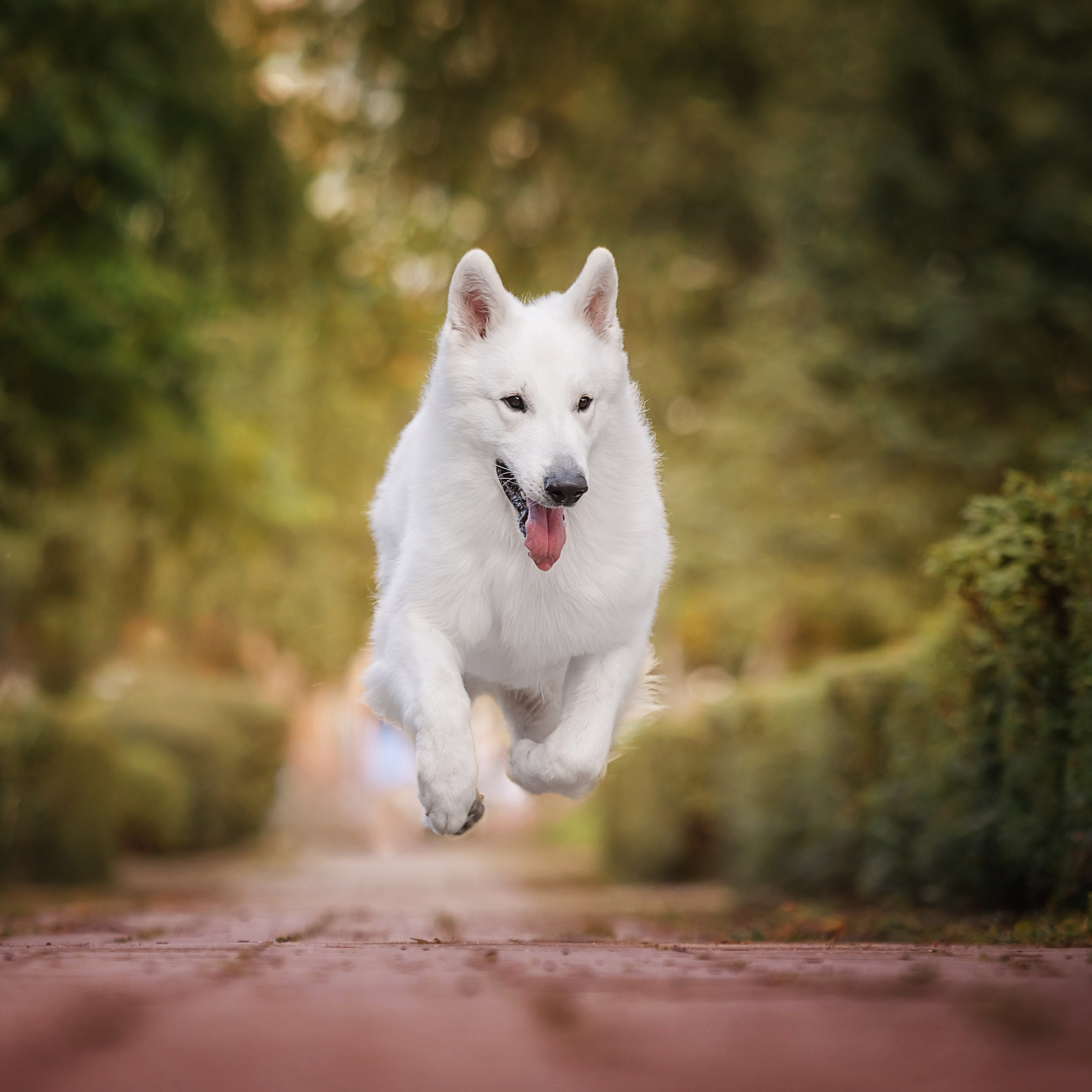 Фотограф анималист. Питомник собак Акита, Хаски, Корги