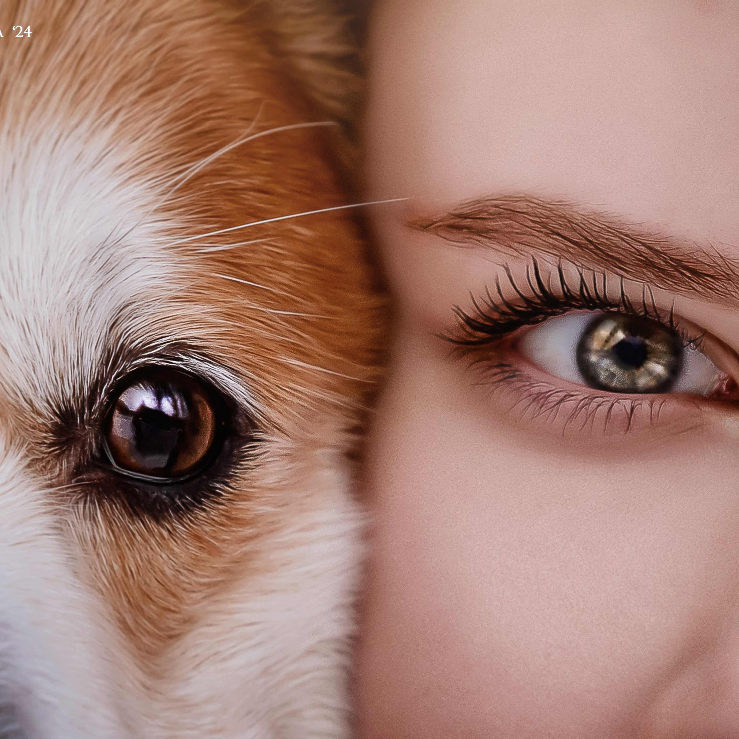 Фотограф анималист. Питомник собак Акита, Хаски, Корги