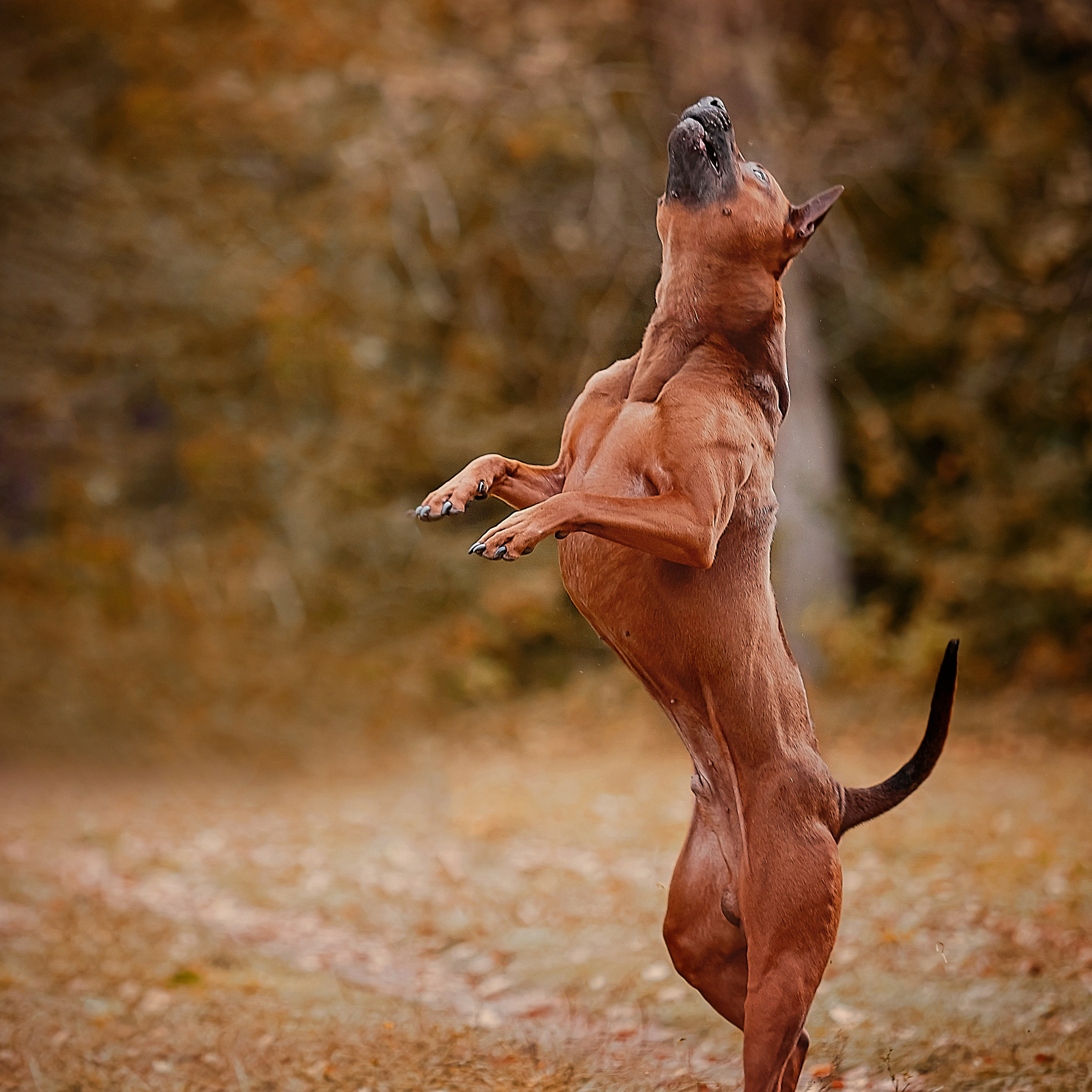 Фотограф анималист. Питомник собак Акита, Хаски, Корги