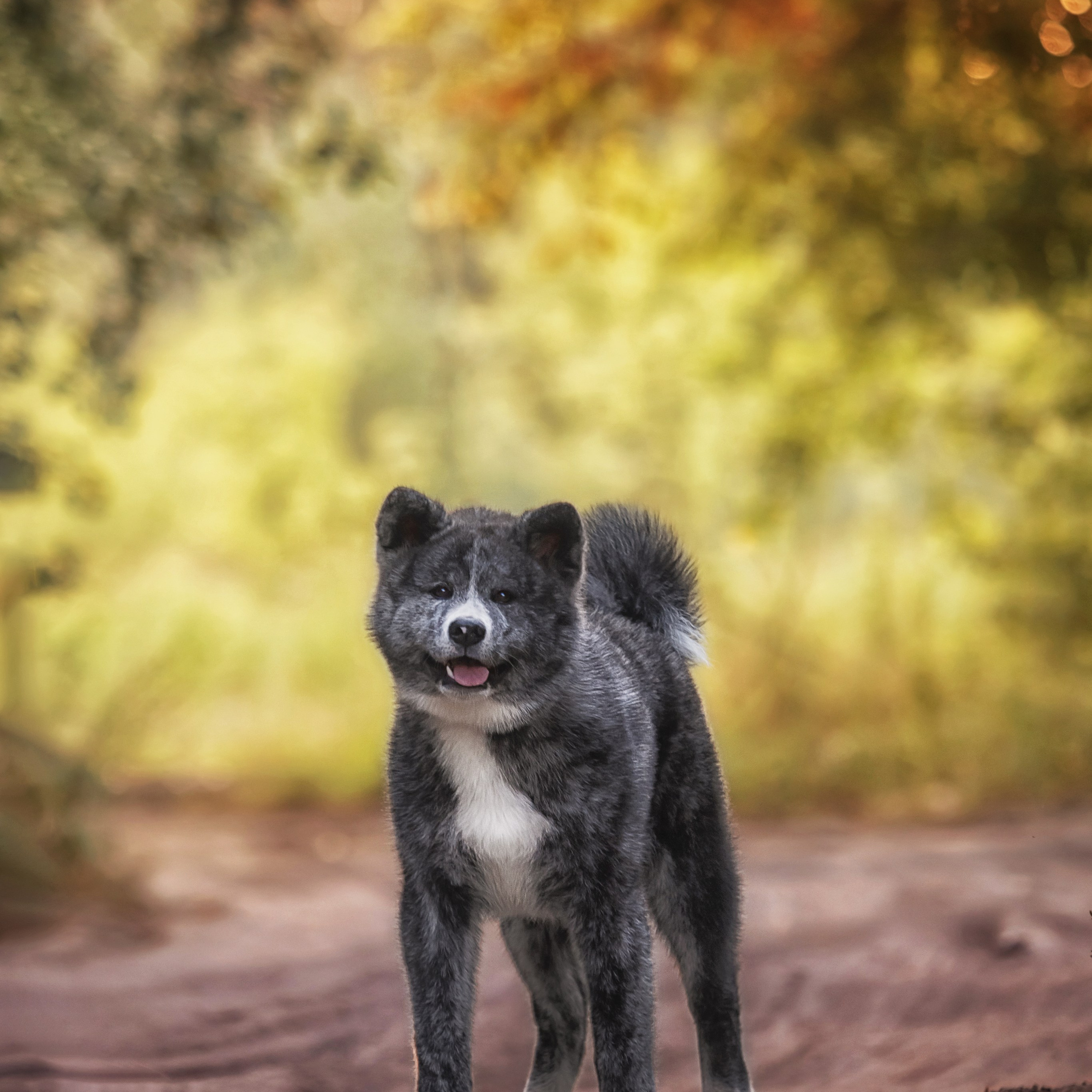 Фотограф анималист. Питомник собак Акита, Хаски, Корги