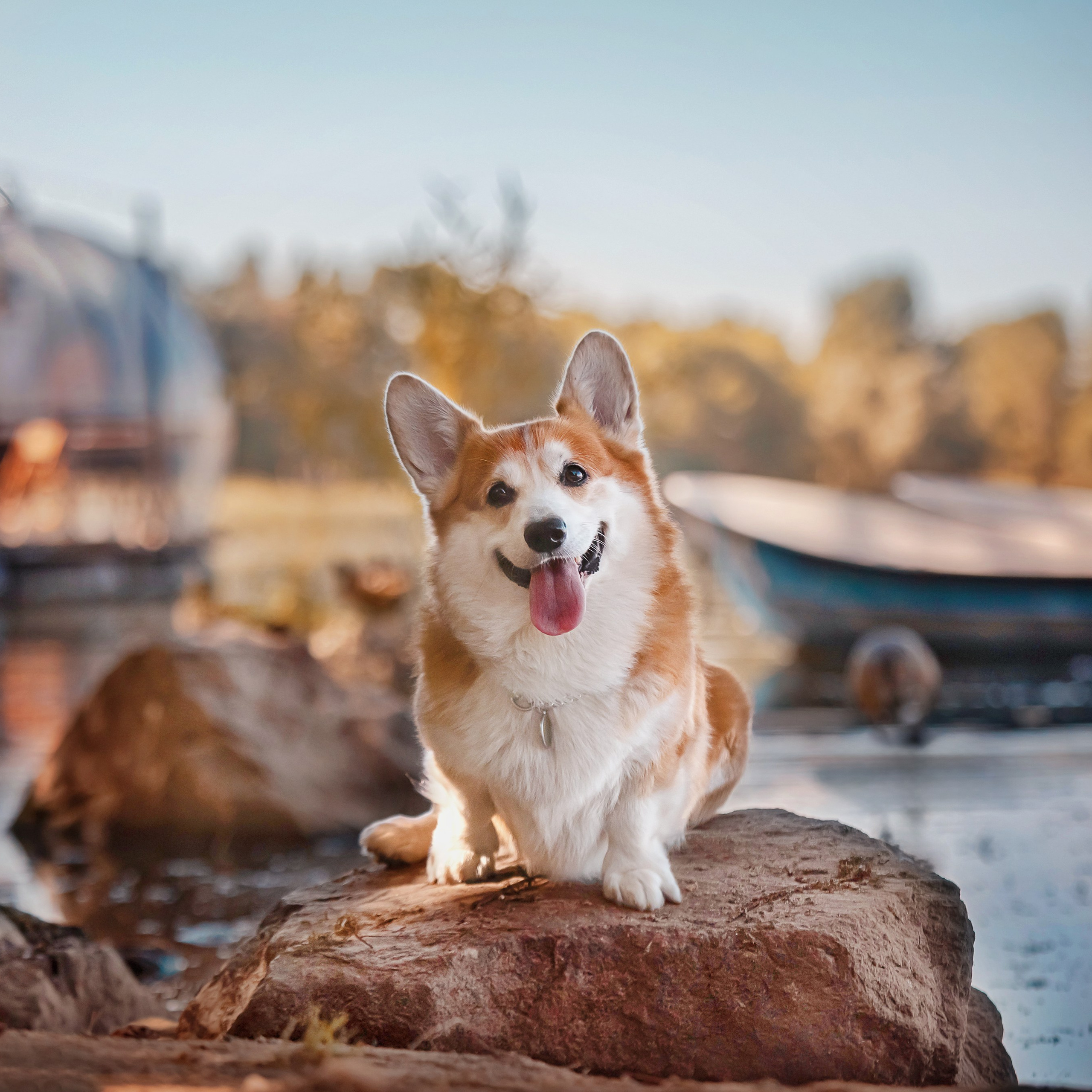 Фотограф анималист. Питомник собак Акита, Хаски, Корги