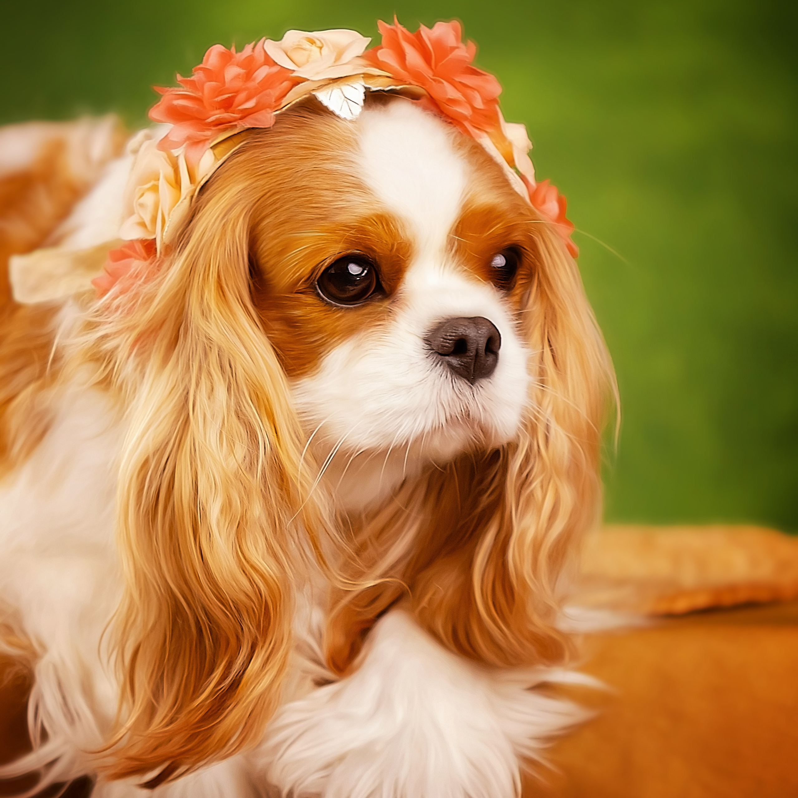 Фотограф анималист. Питомник собак Акита, Хаски, Корги