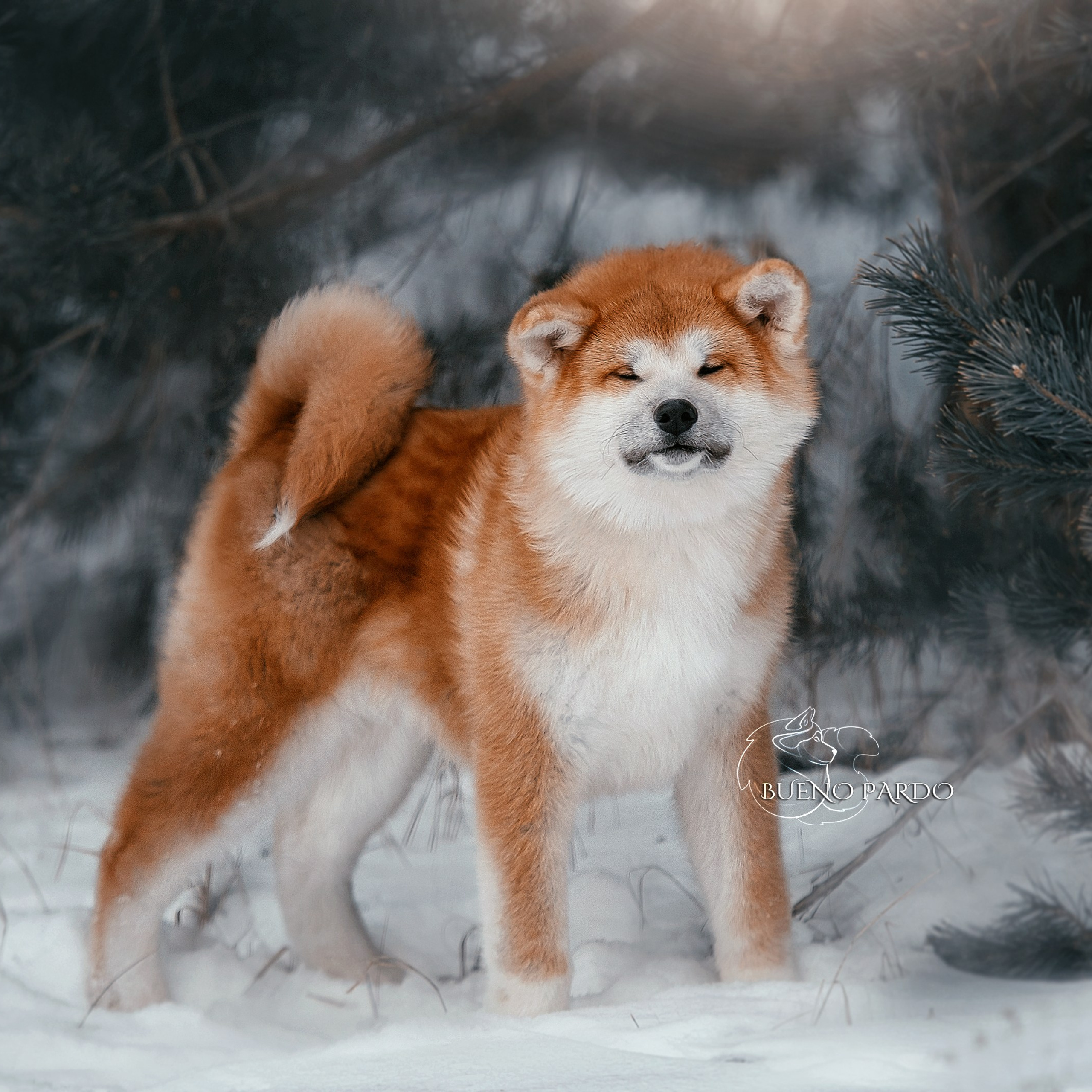 Фотограф анималист. Питомник собак Акита, Хаски, Корги