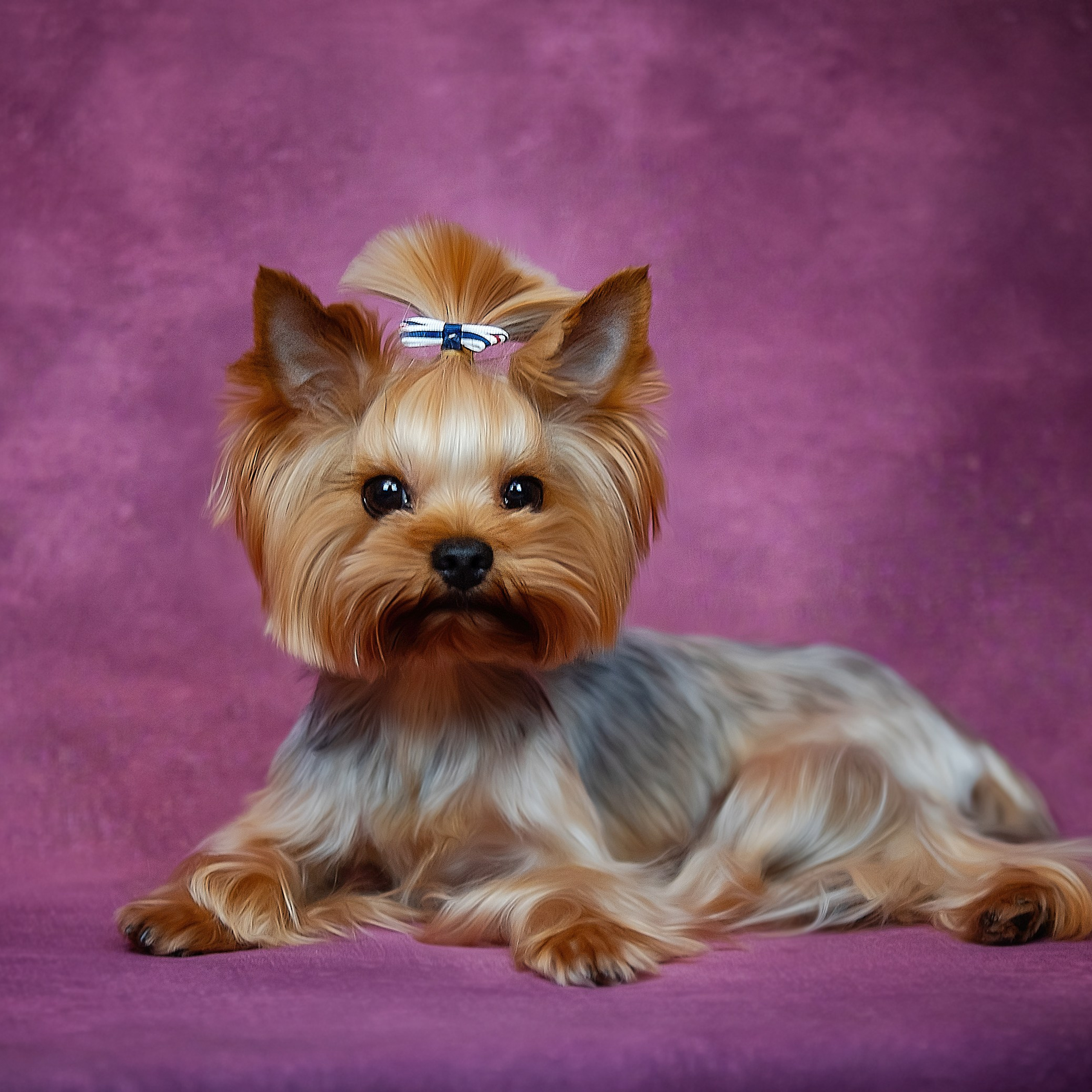 Фотограф анималист. Питомник собак Акита, Хаски, Корги