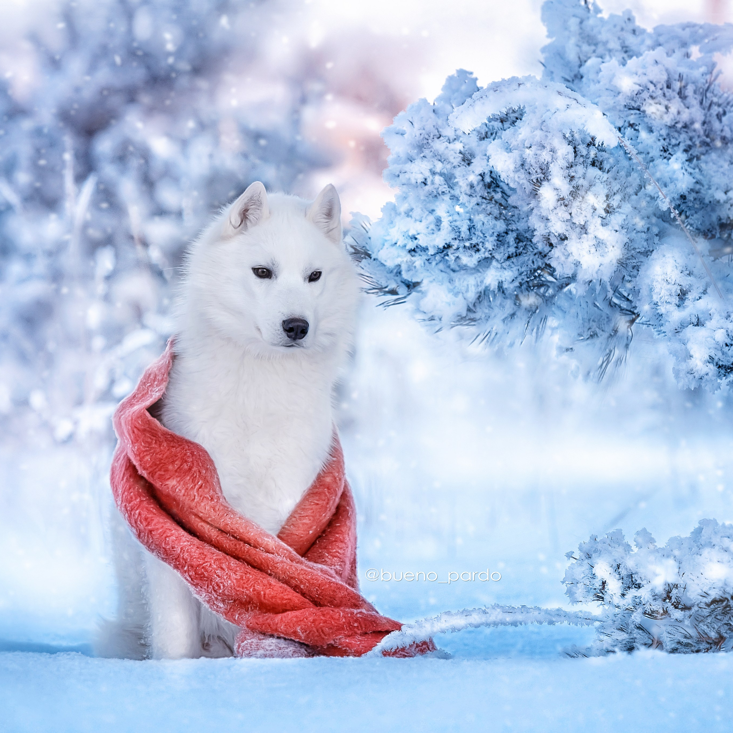 Фотограф анималист. Питомник собак Акита, Хаски, Корги
