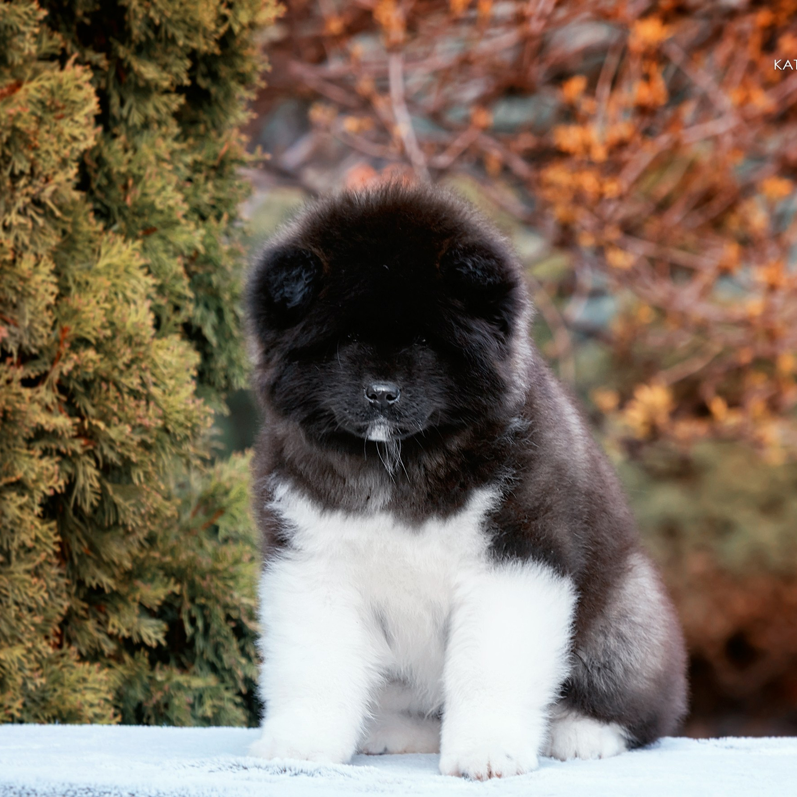 Фотограф анималист. Питомник собак Акита, Хаски, Корги