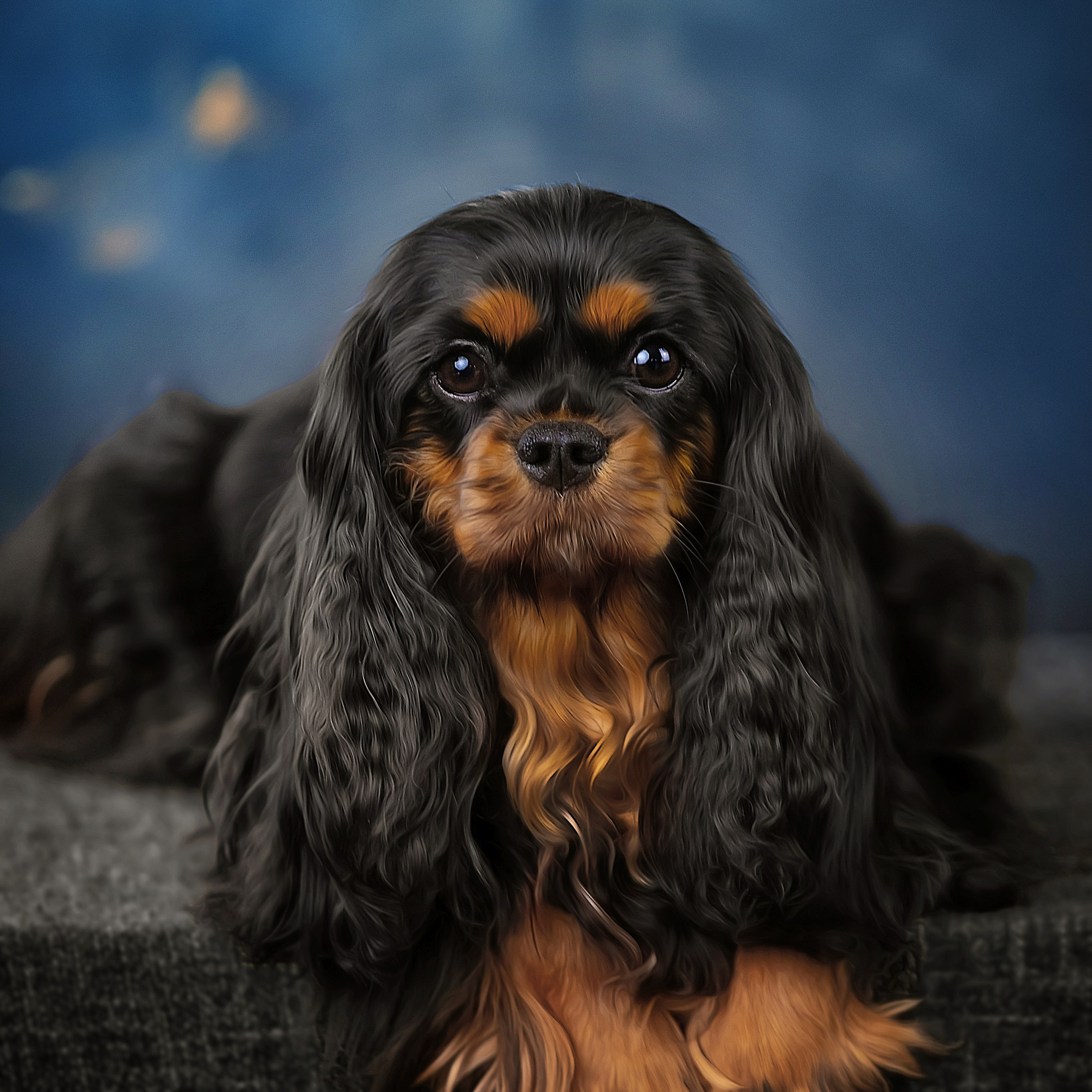 Фотограф анималист. Питомник собак Акита, Хаски, Корги