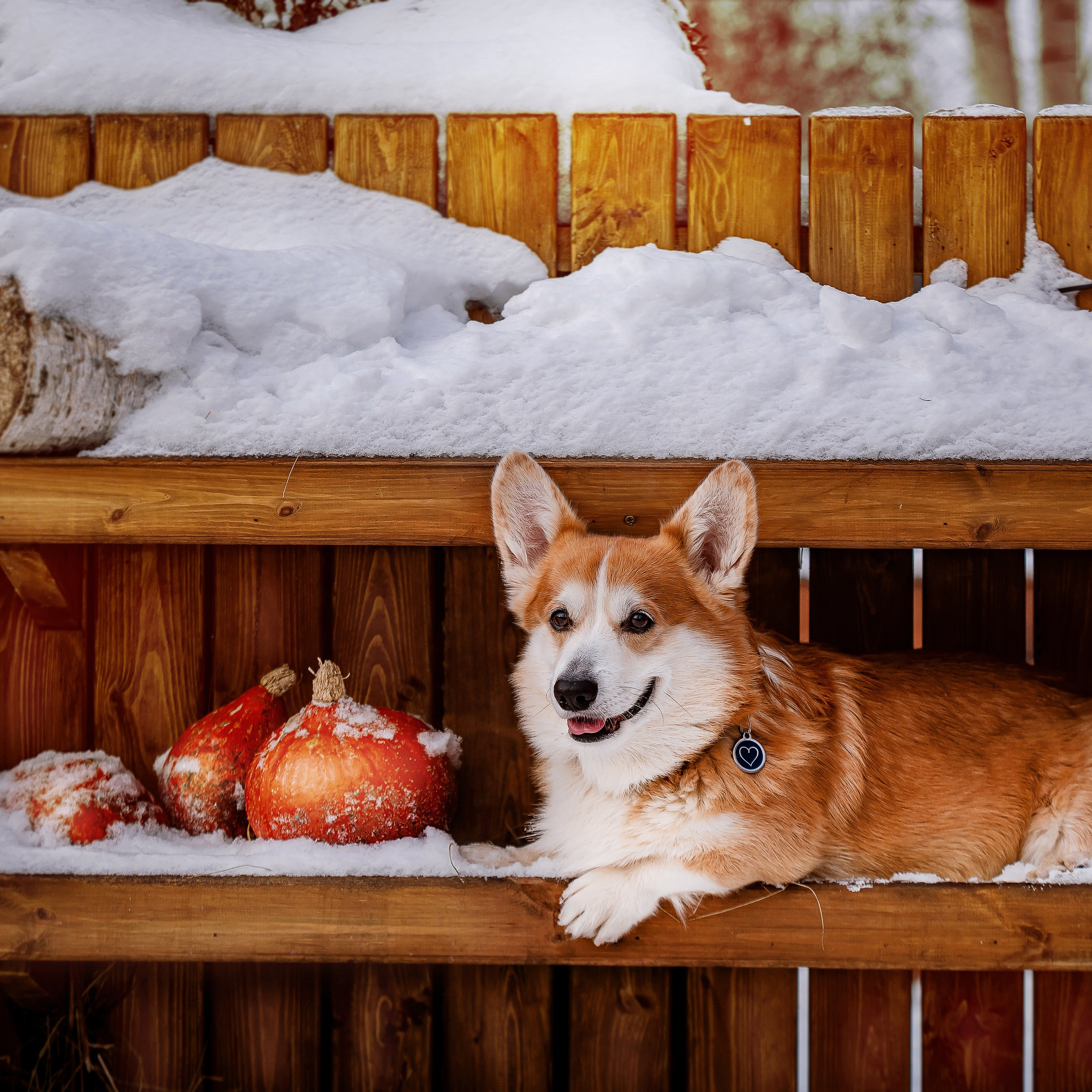 Фотограф анималист. Питомник собак Акита, Хаски, Корги