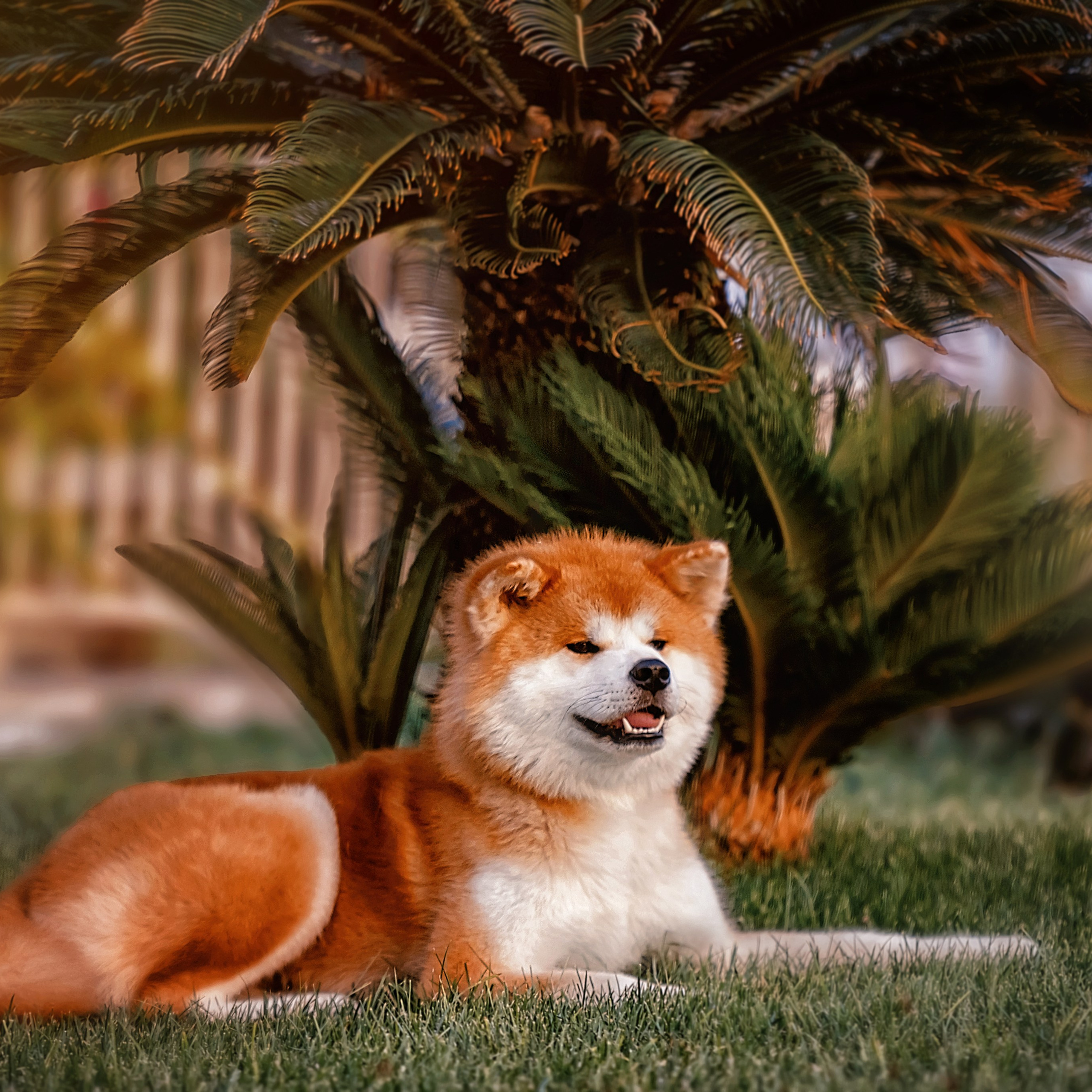 Фотограф анималист. Питомник собак Акита, Хаски, Корги