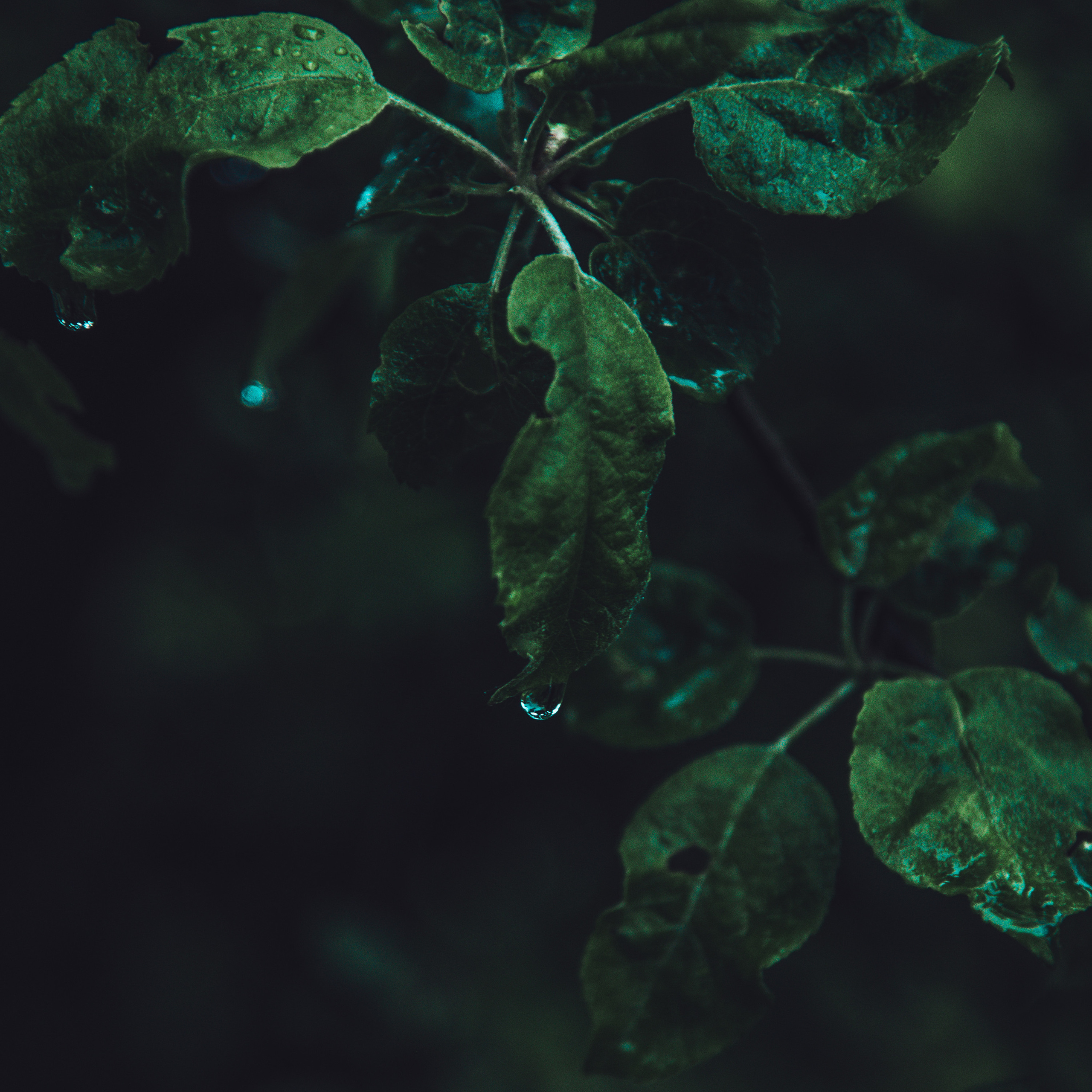 Некоммерческое. Профессиональный фотограф в Москве