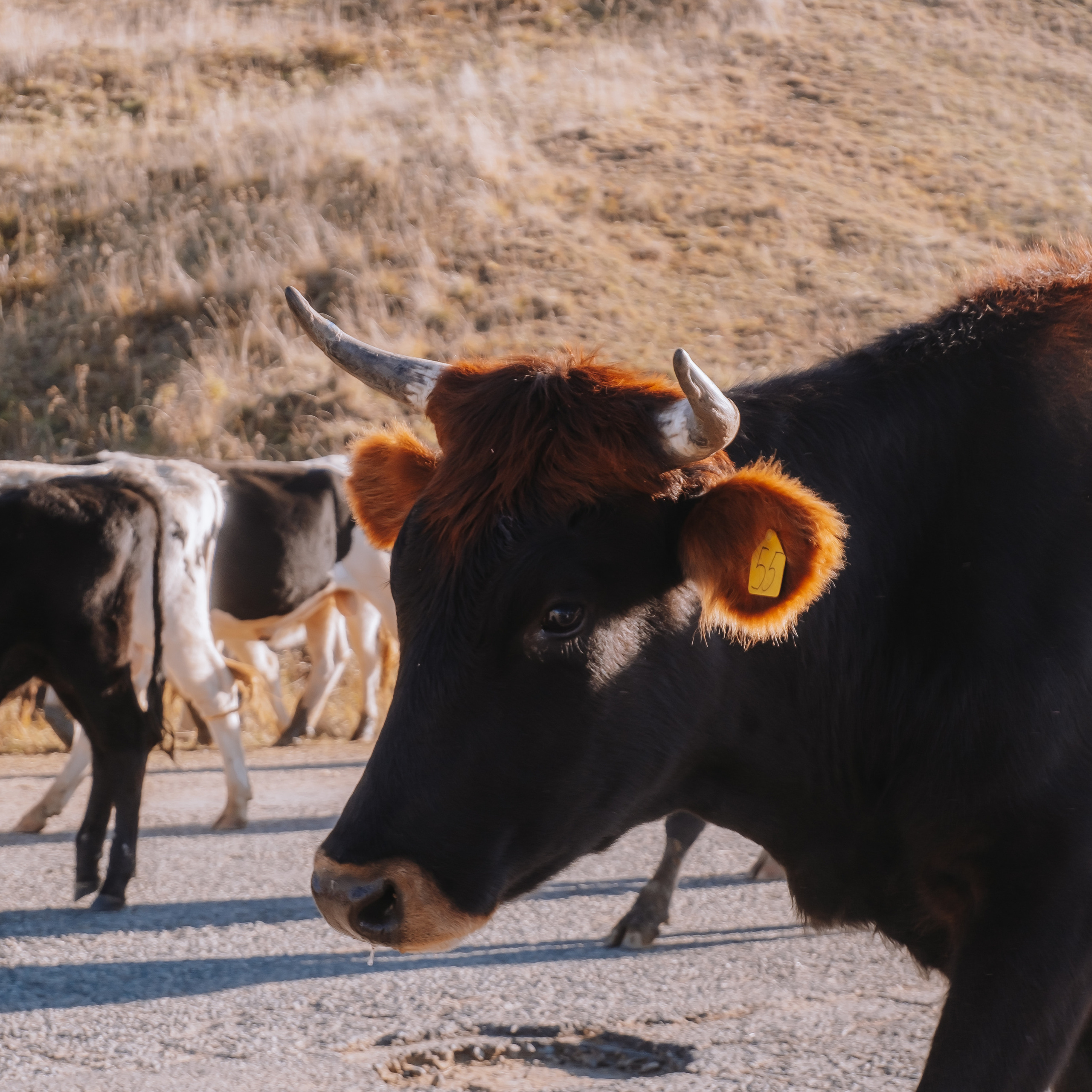 КМВ (октябрь 2021)