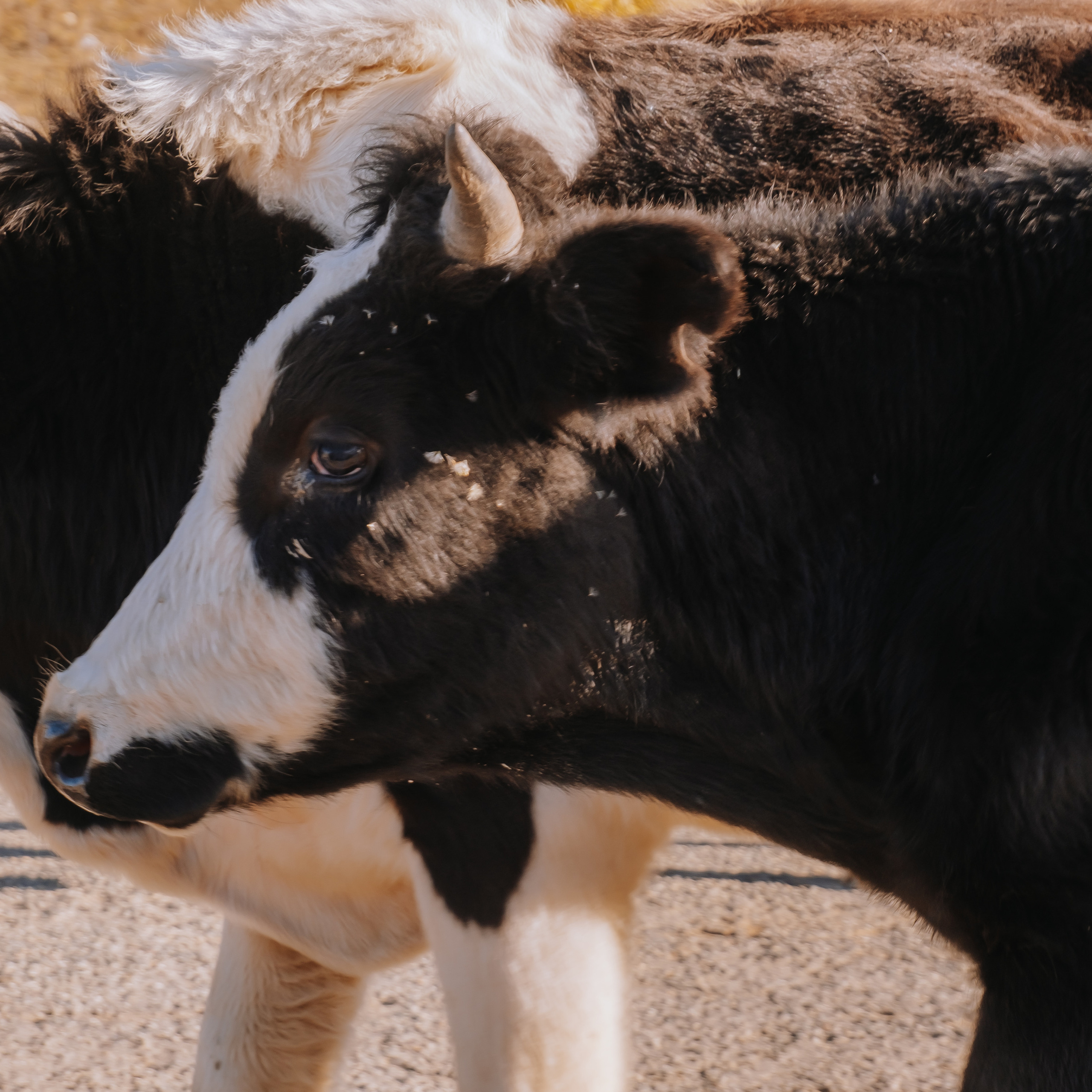 КМВ (октябрь 2021)