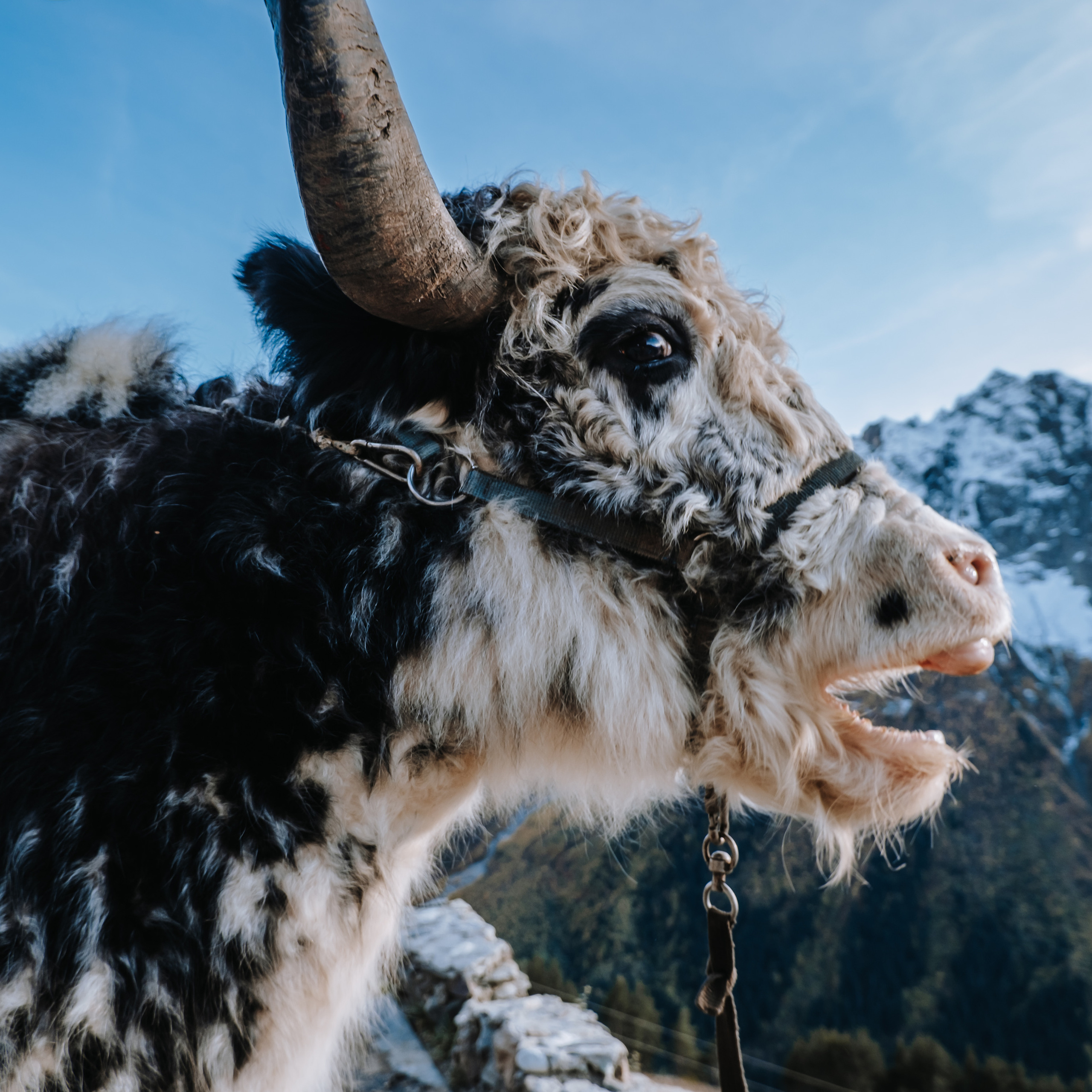 КМВ (октябрь 2021)