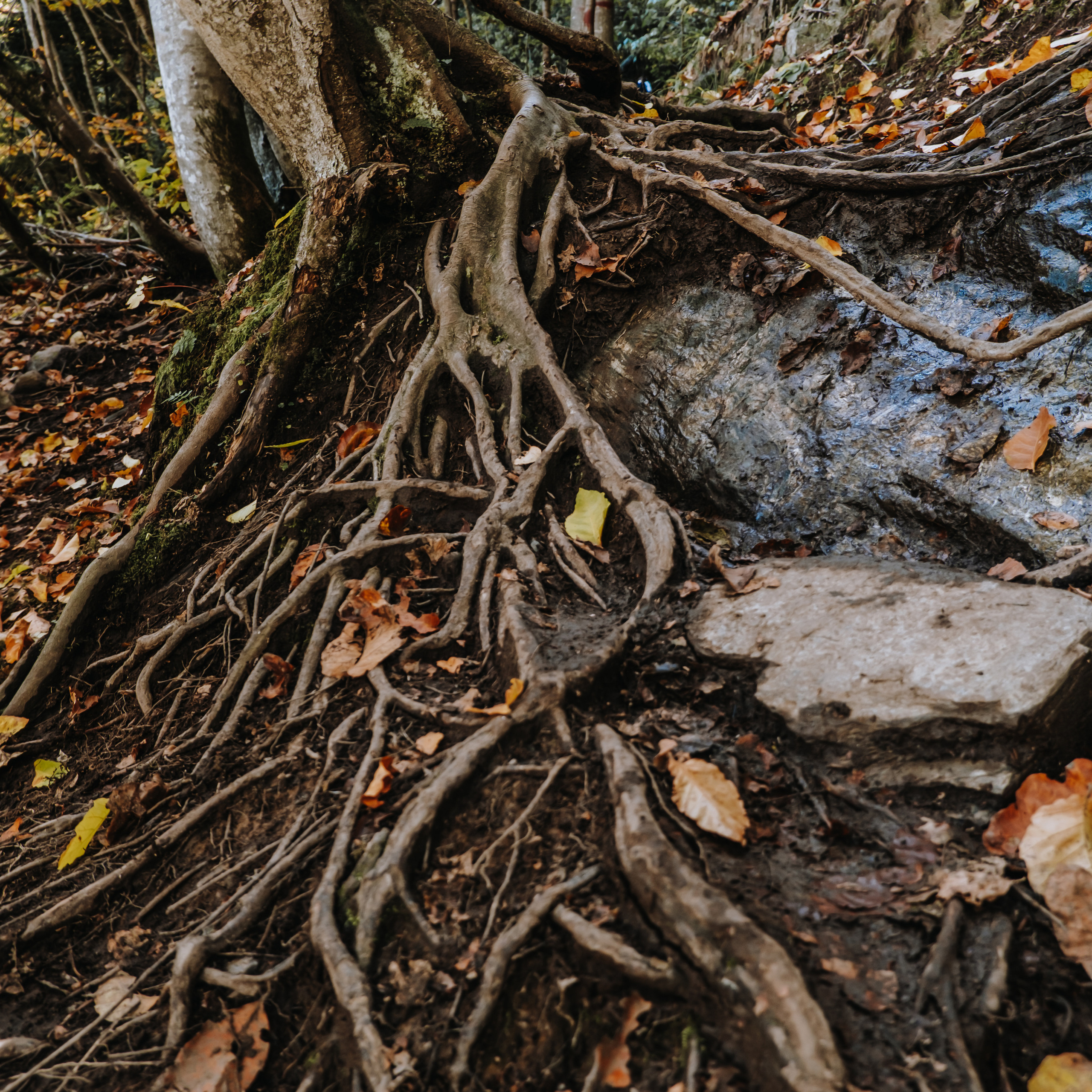 КМВ (октябрь 2021)