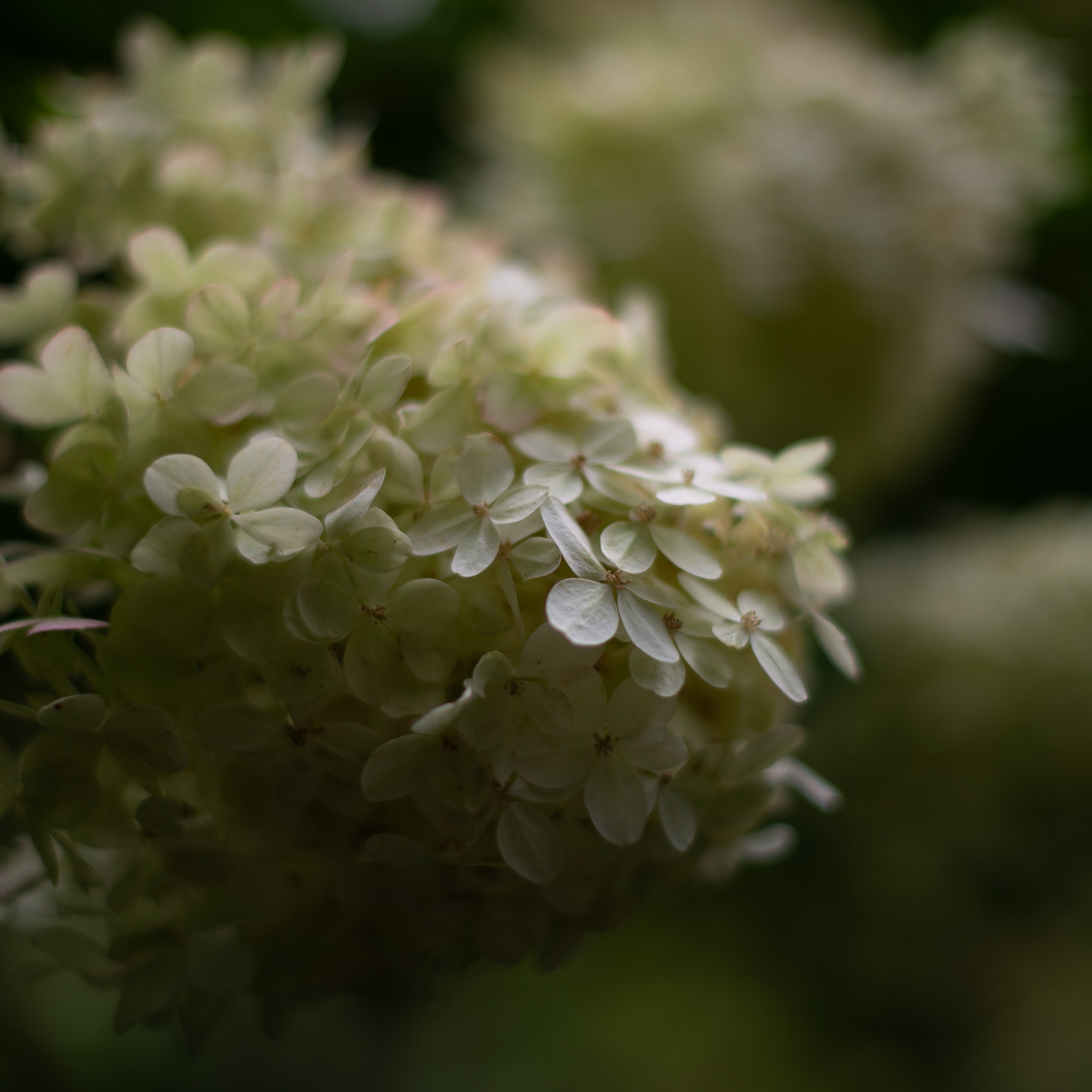 Блог • Съёмки • События • полезное для Клиентов • Репортажный фотограф Виктория Раджевна. Victoria Radjevna Репортажный Фотограф — Видеограф Москва • Санкт-Петербург