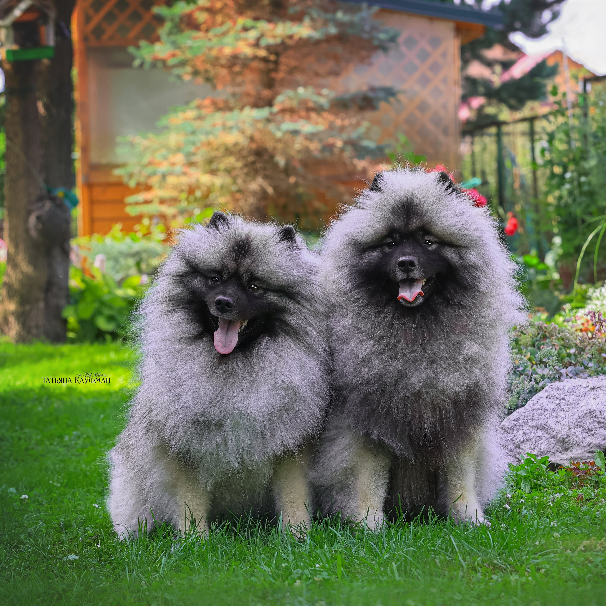 Экспресс Плюша, Ева и Тэддик. Фотограф Анималист из Новосибирска Татьяна Кауфман