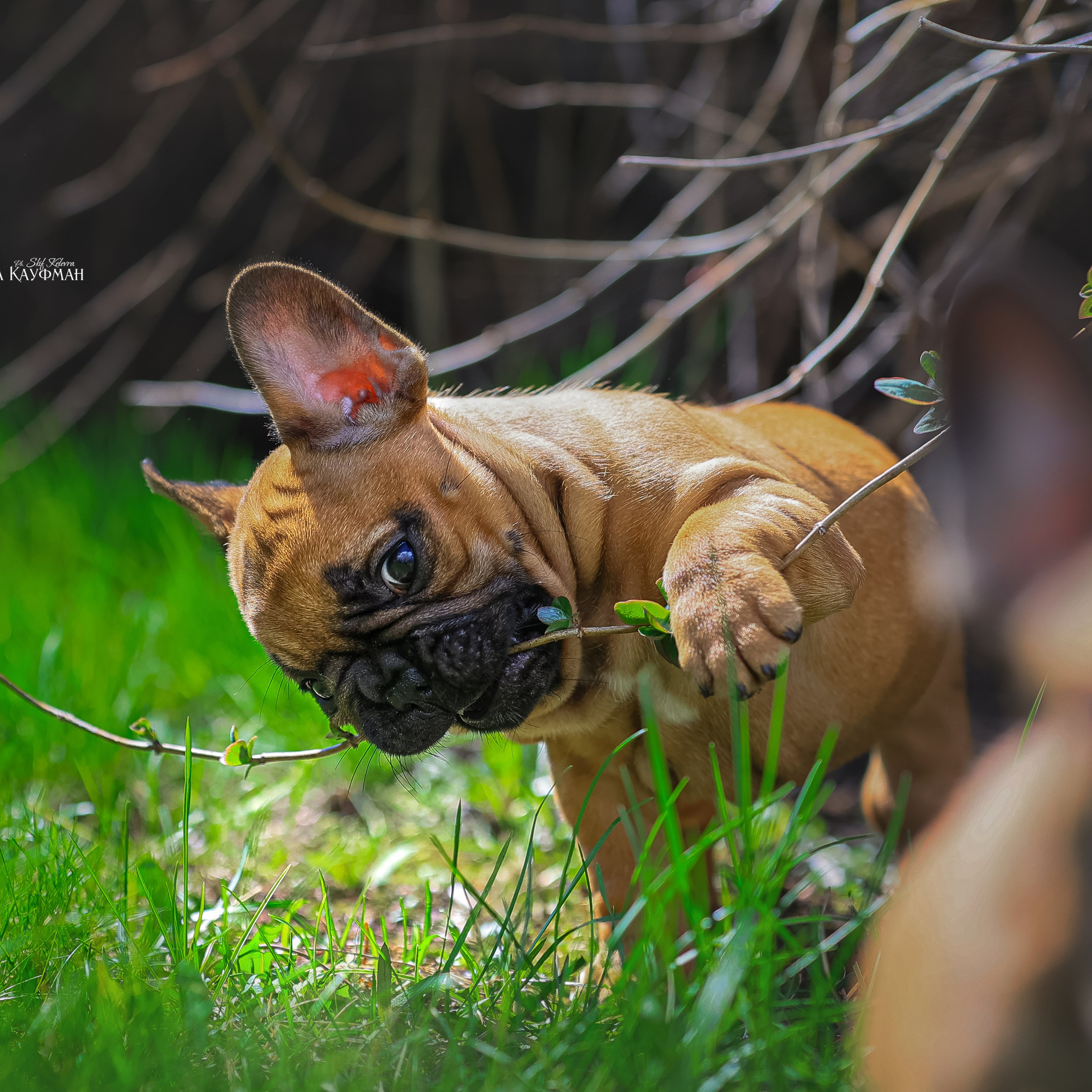 Экспресс Плюша, Ева и Тэддик. Фотограф Анималист из Новосибирска Татьяна Кауфман