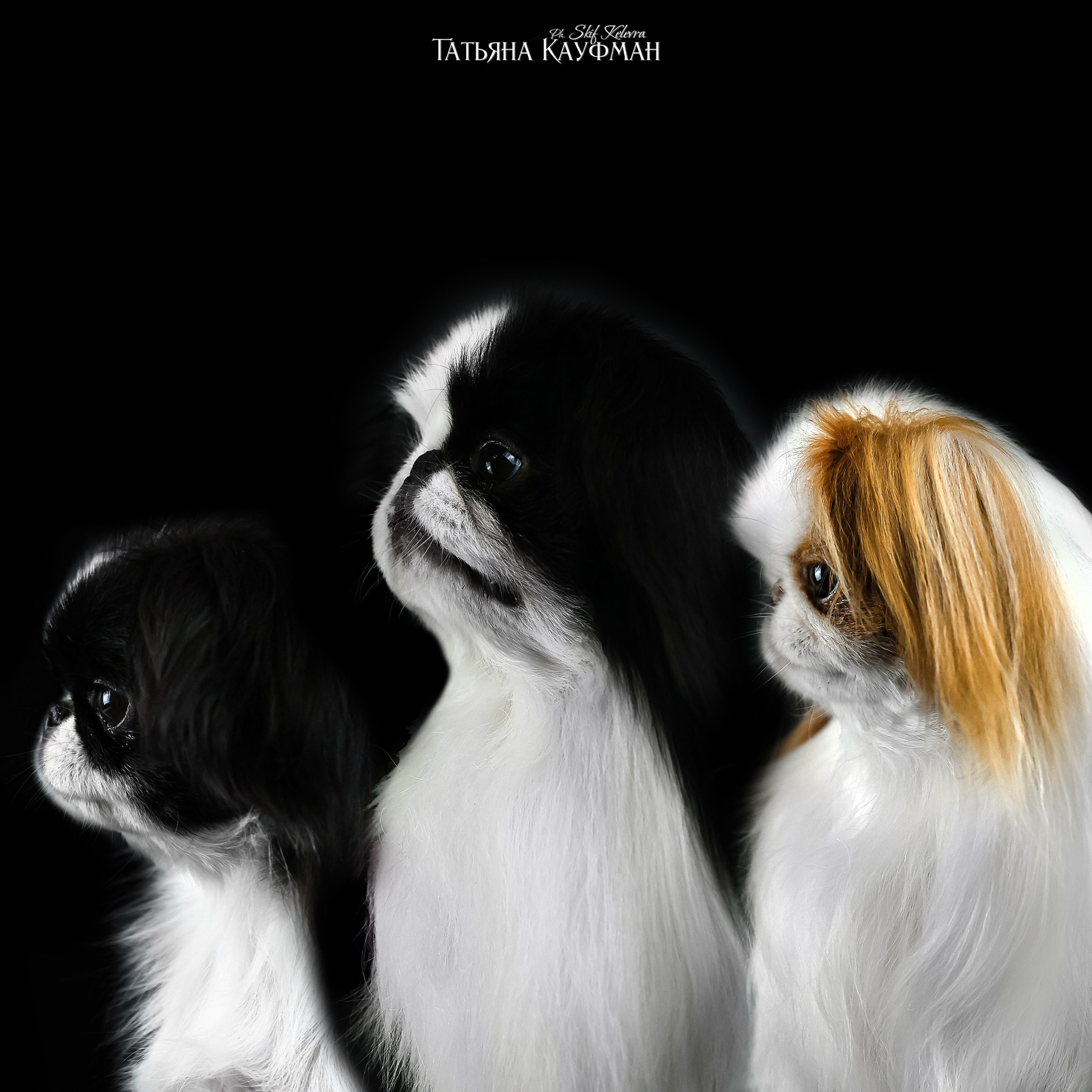 Экспресс Плюша, Ева и Тэддик. Фотограф Анималист из Новосибирска Татьяна Кауфман