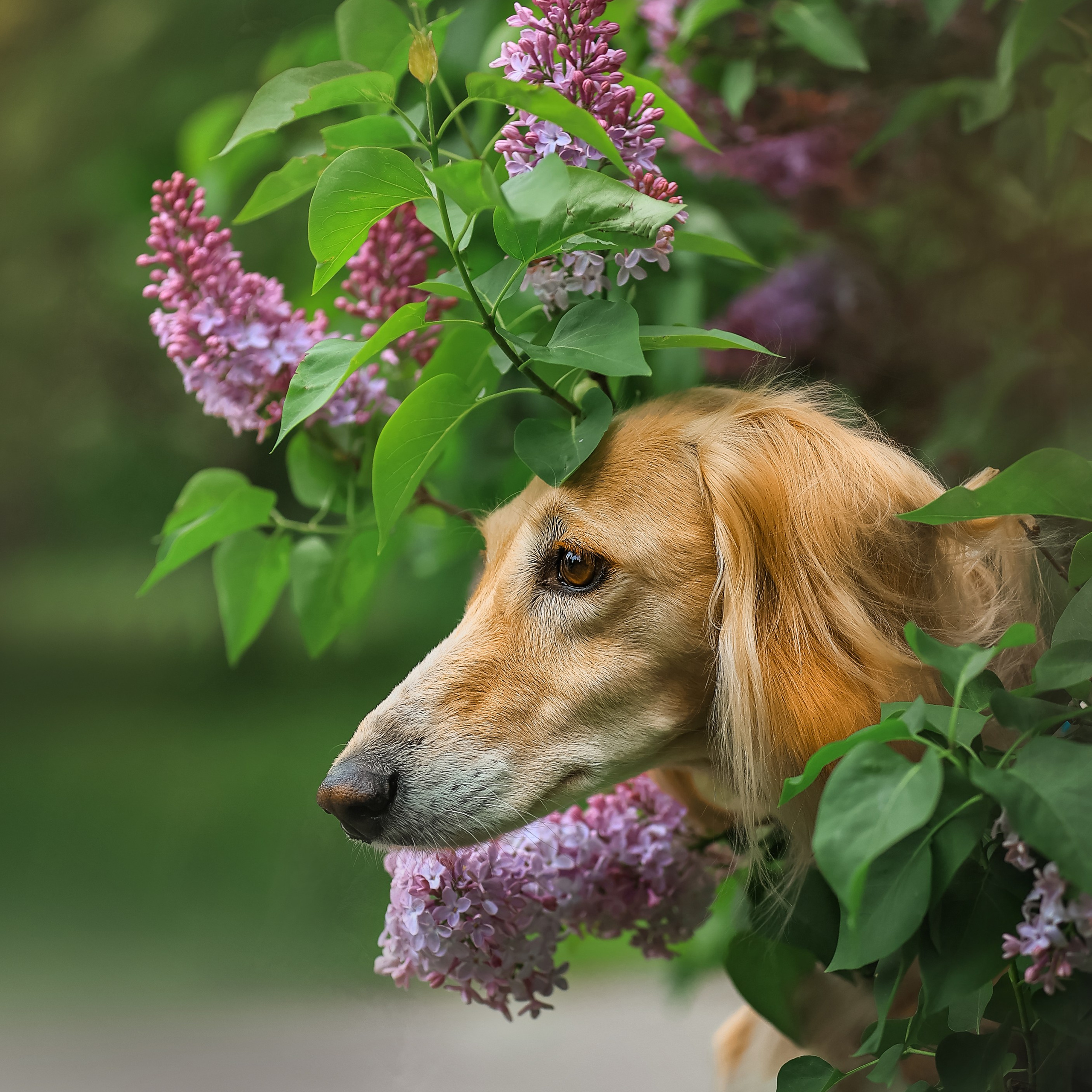 Фотогалерея Татьяны Кауфман. Фотограф Анималист из Новосибирска Татьяна Кауфман