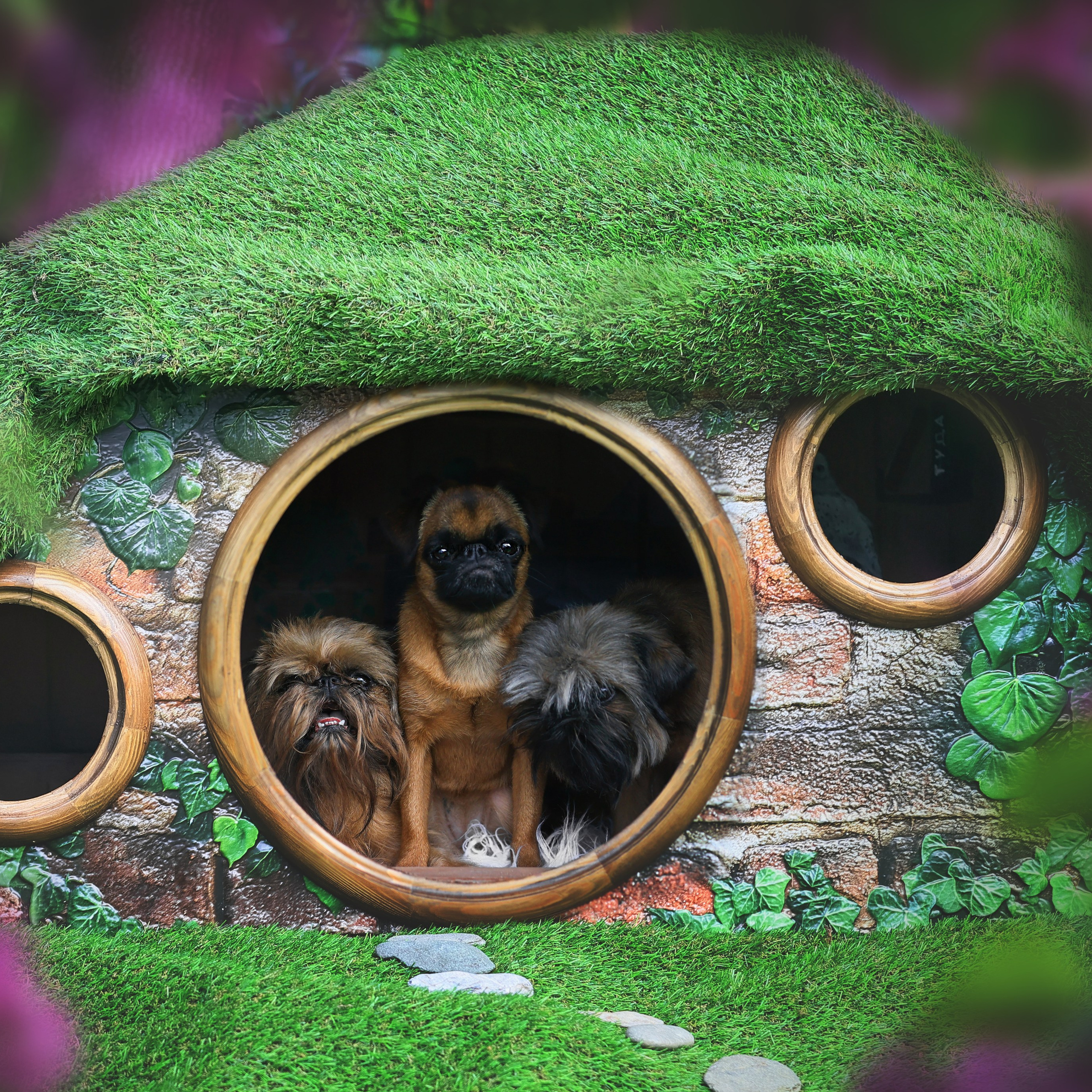 Экспресс Плюша, Ева и Тэддик. Фотограф Анималист из Новосибирска Татьяна Кауфман